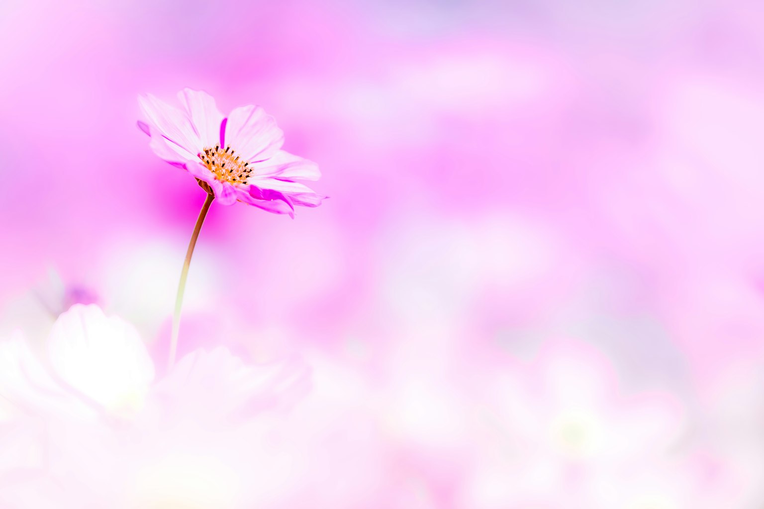 Primer plano de una sola flor sobre un fondo rosa suave