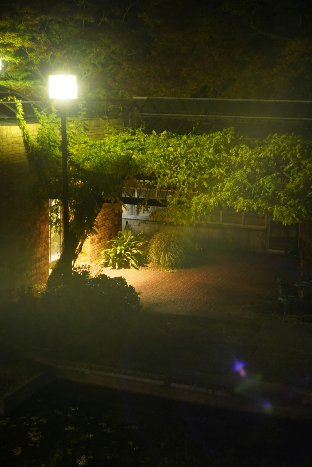 夜の庭園通路を照らす街灯と植栽