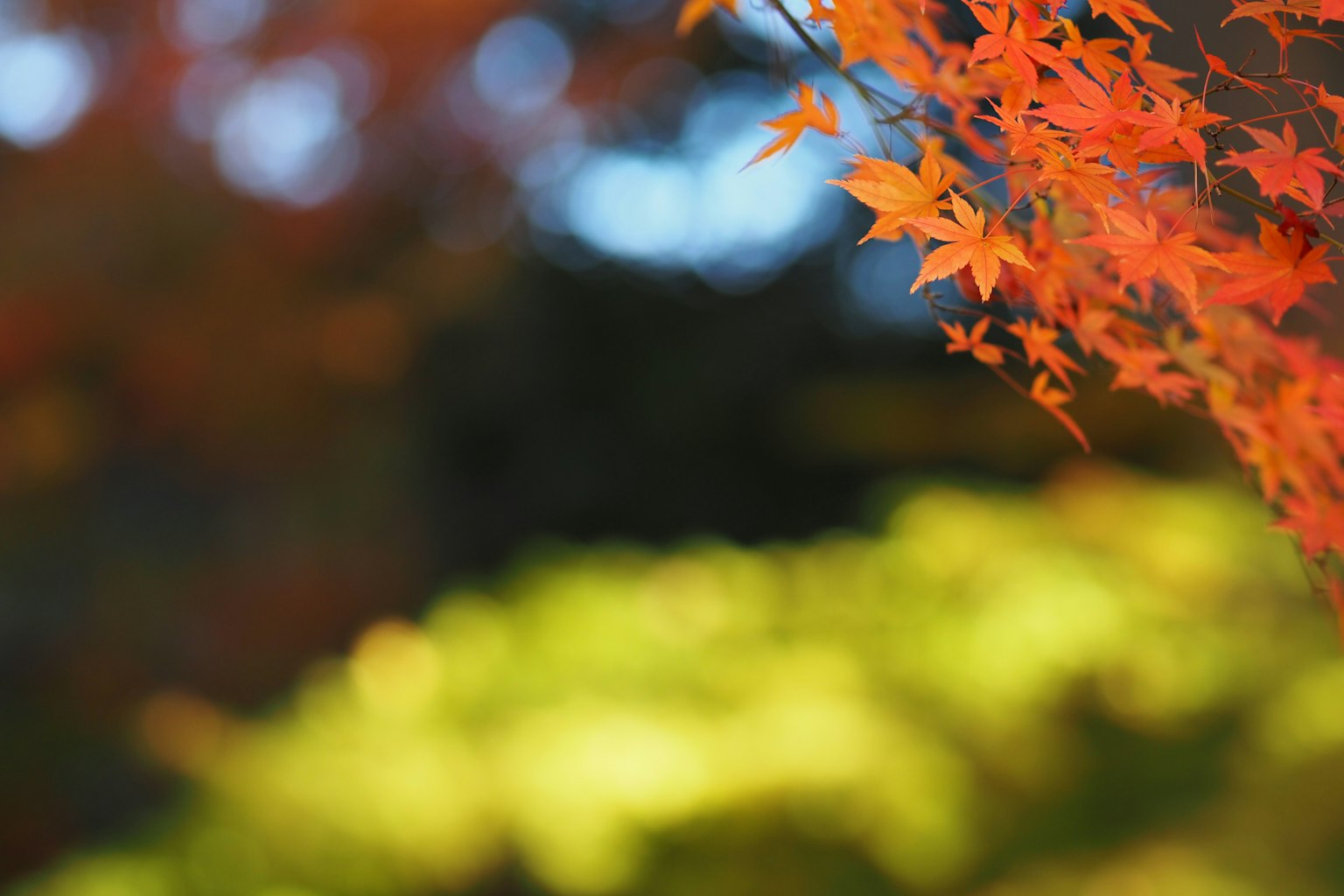 Vibrant orange leaves with a blurred green background in an autumn scene
