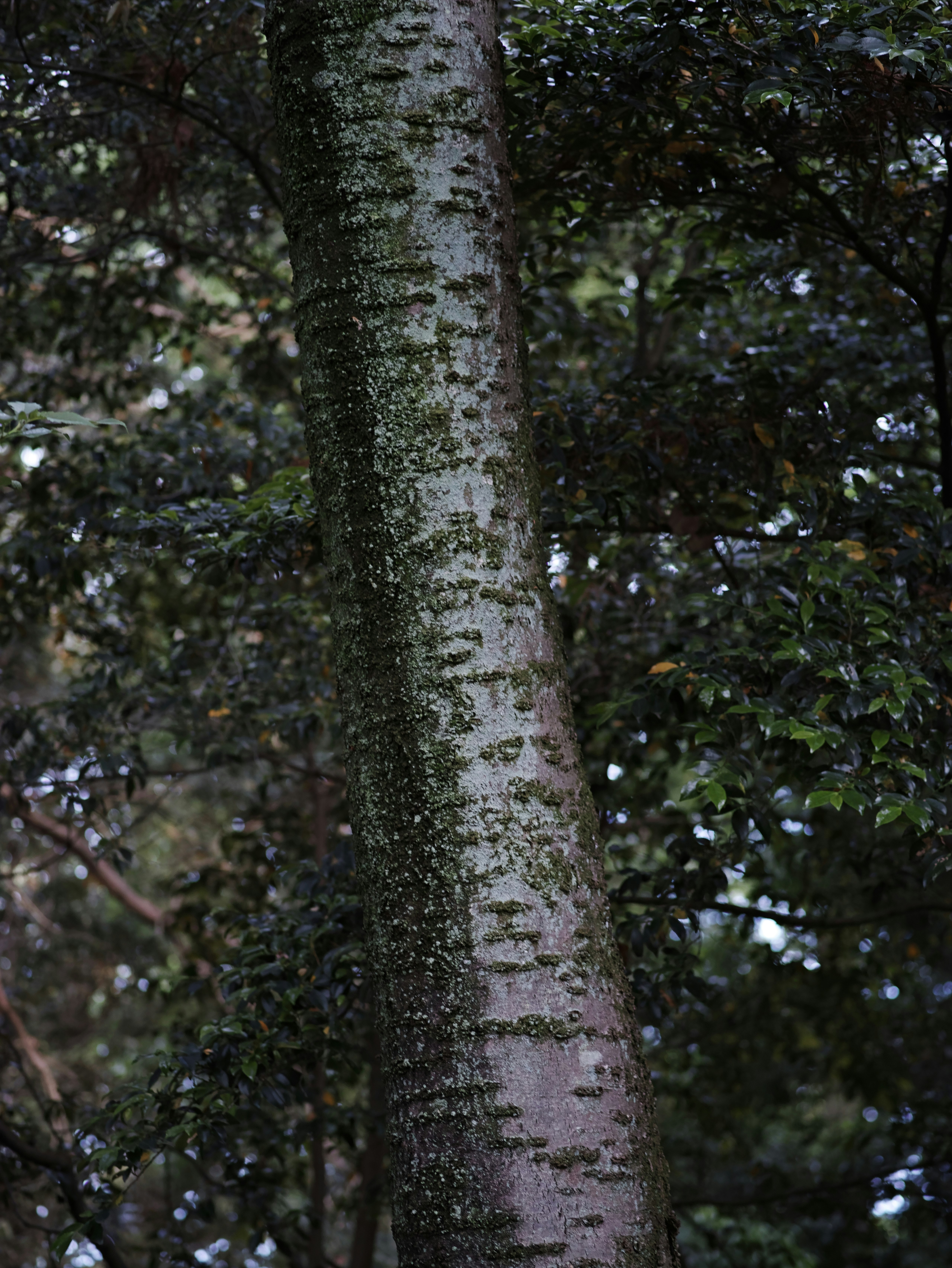 木の幹と葉が重なる森の風景