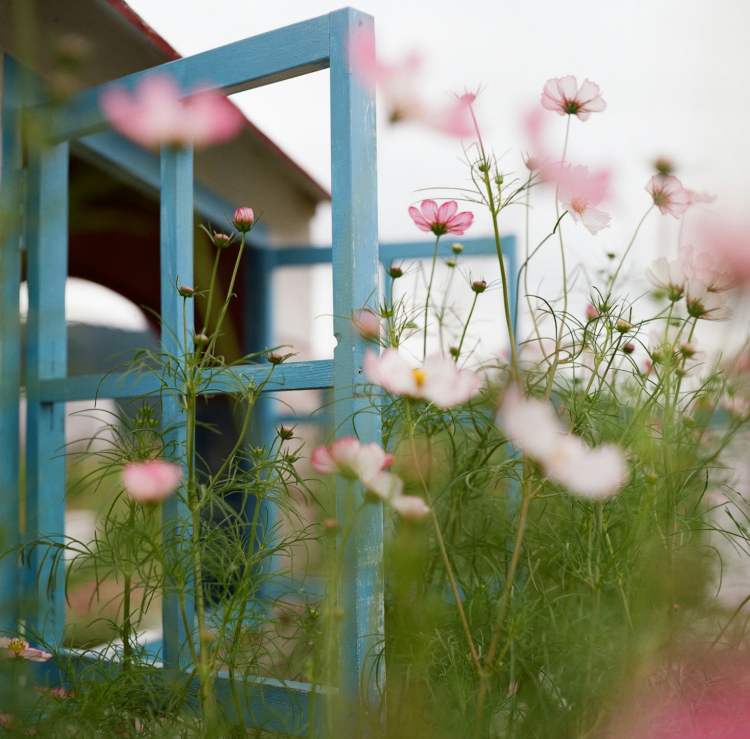 Bingkai biru dengan bunga cosmos pink di latar depan