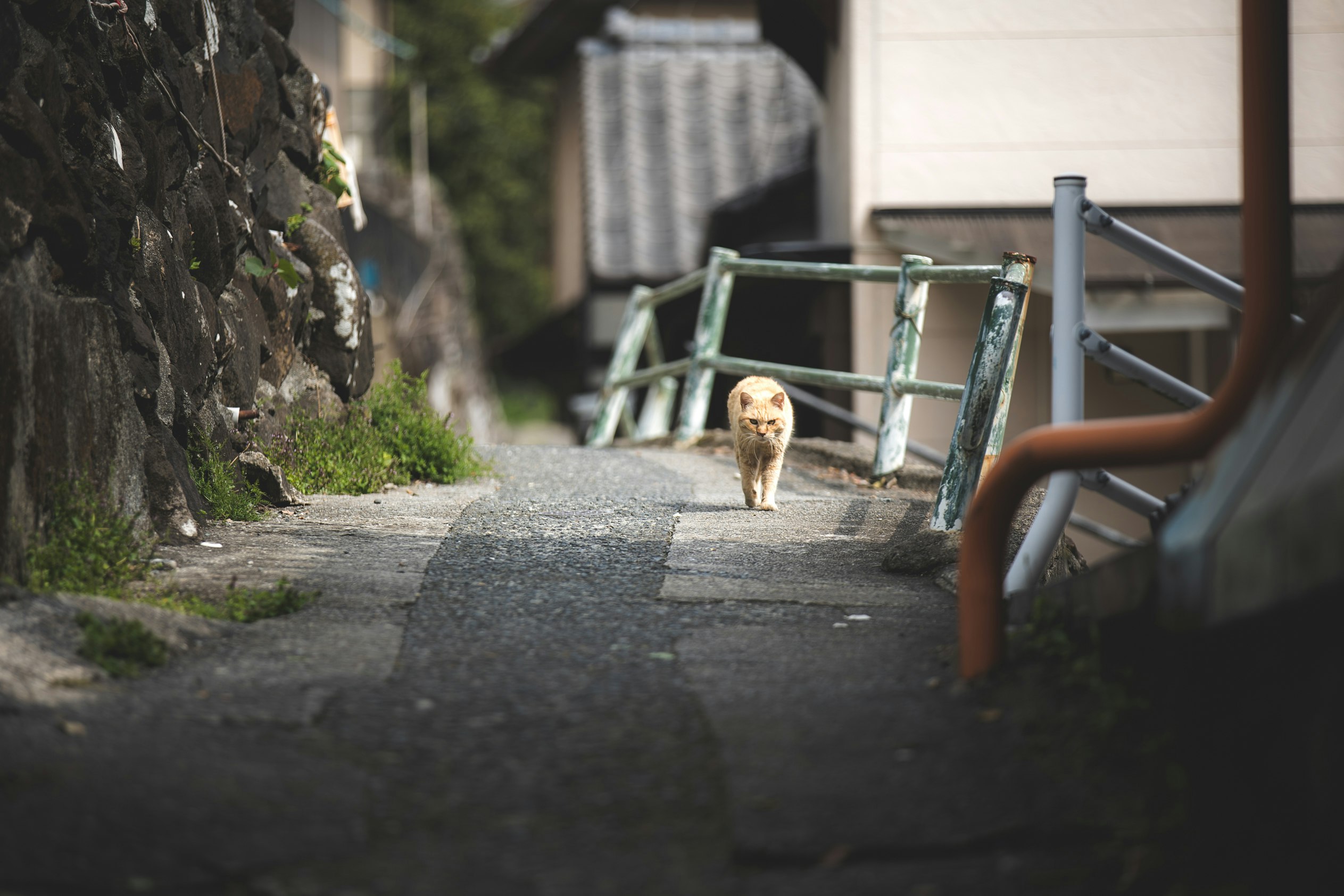 石垣の小道に佇む小動物