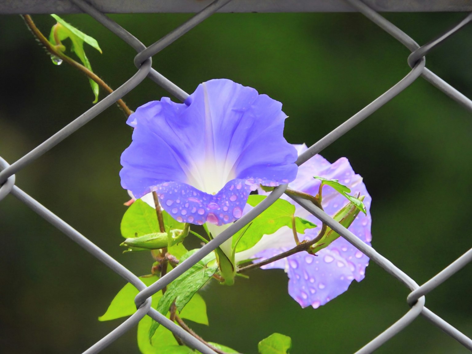Lila Blume, die durch einen Metallzaun schaut