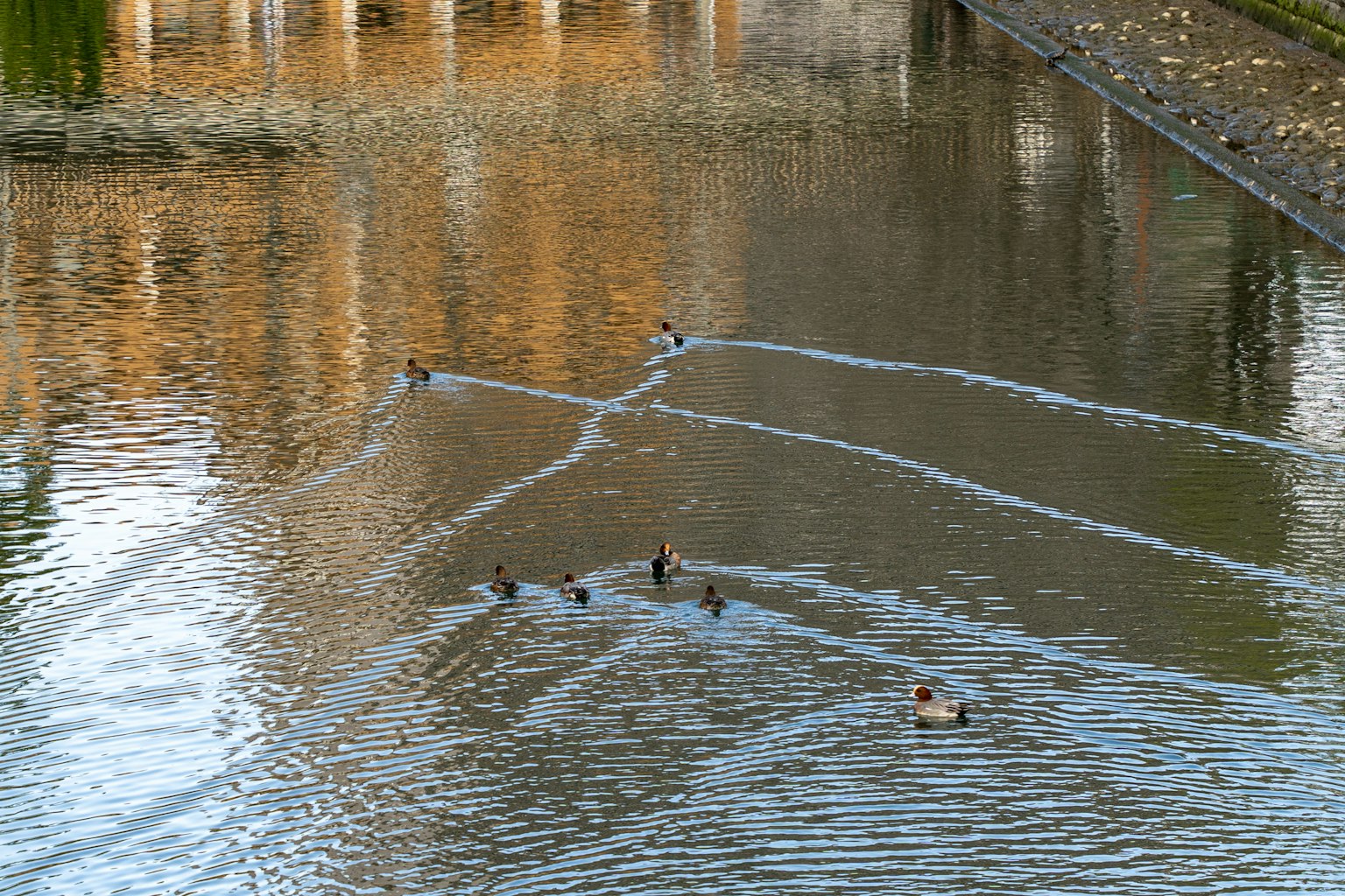 Patos nadando en un estanque tranquilo dejando ondulaciones