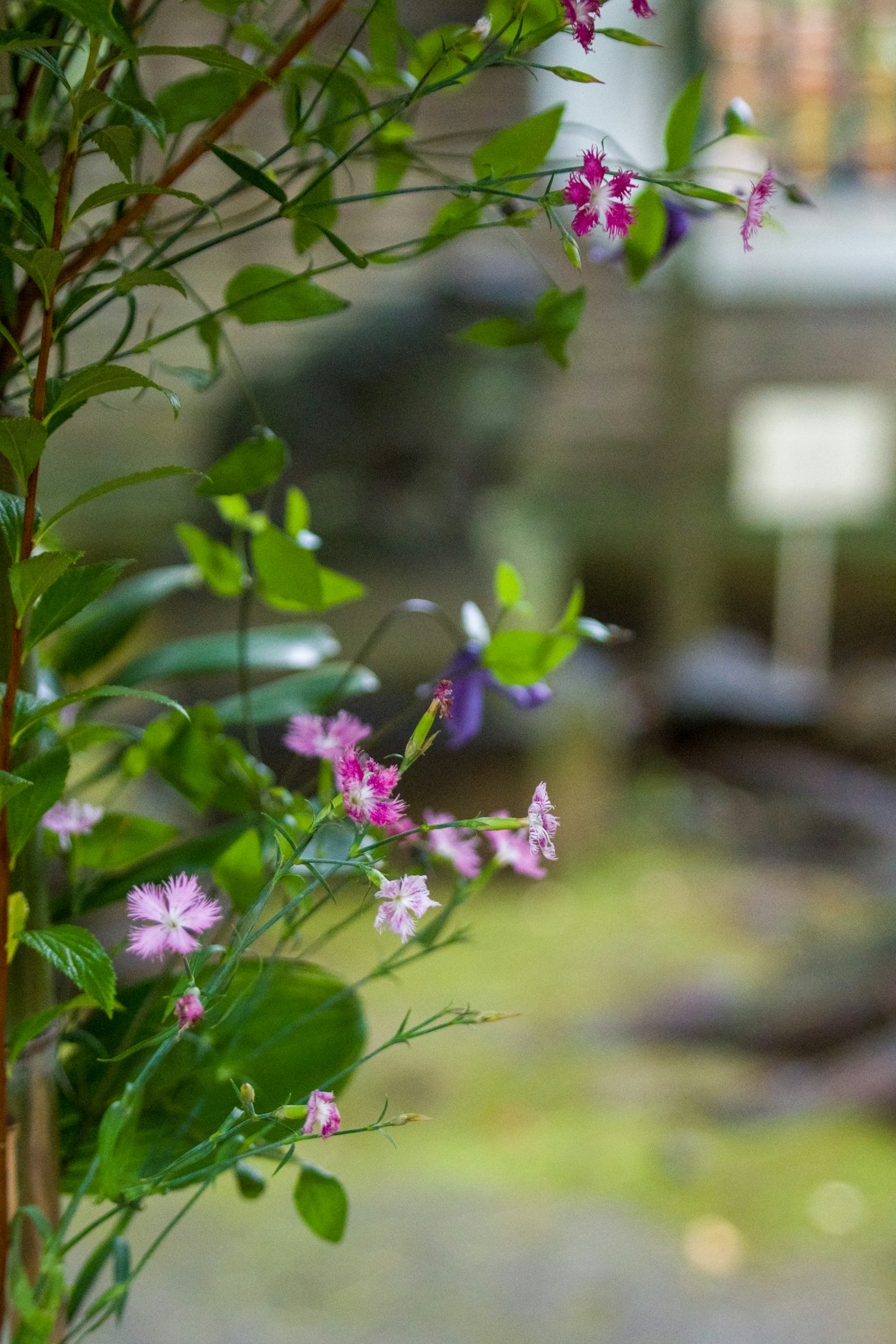 Primo piano di piante da giardino con foglie verdi e fiori viola