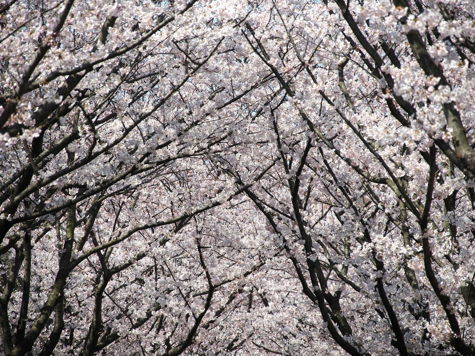 Pemandangan seperti terowongan dari pohon sakura yang sedang mekar