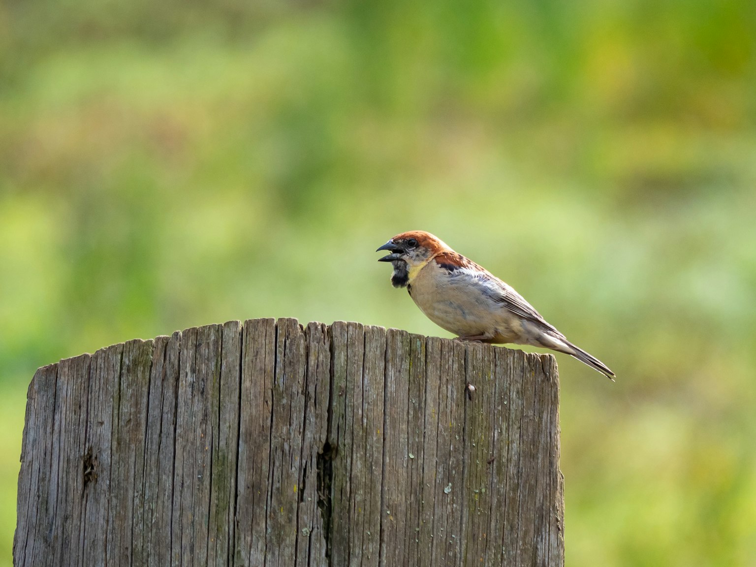 A bird singing on top of a wooden post