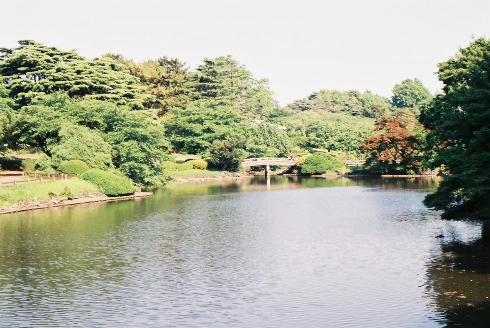 緑の木々に囲まれた池と小さな橋のある風景