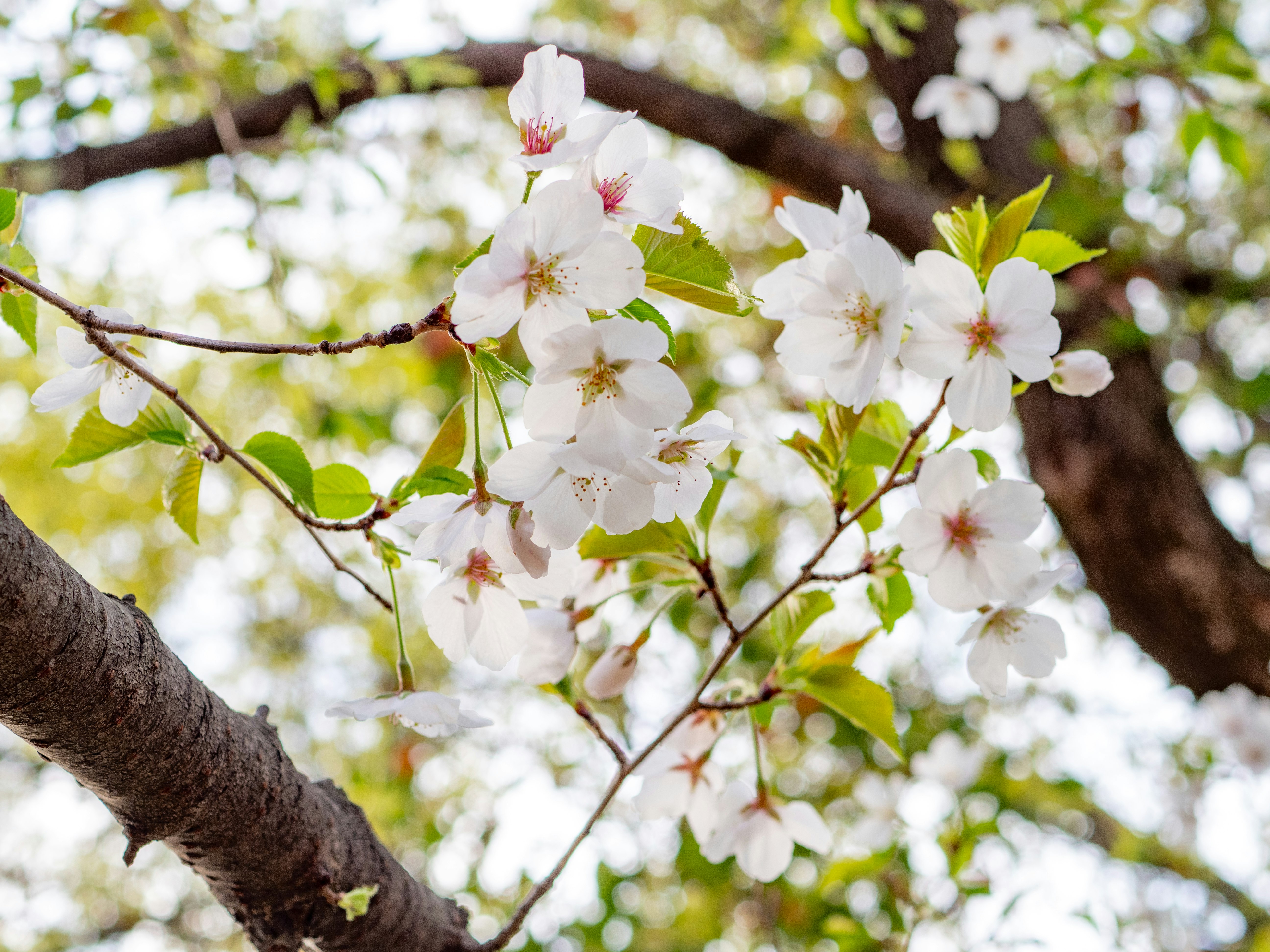 都立舎人公園の桜の花が青空の下で枝に咲く様子