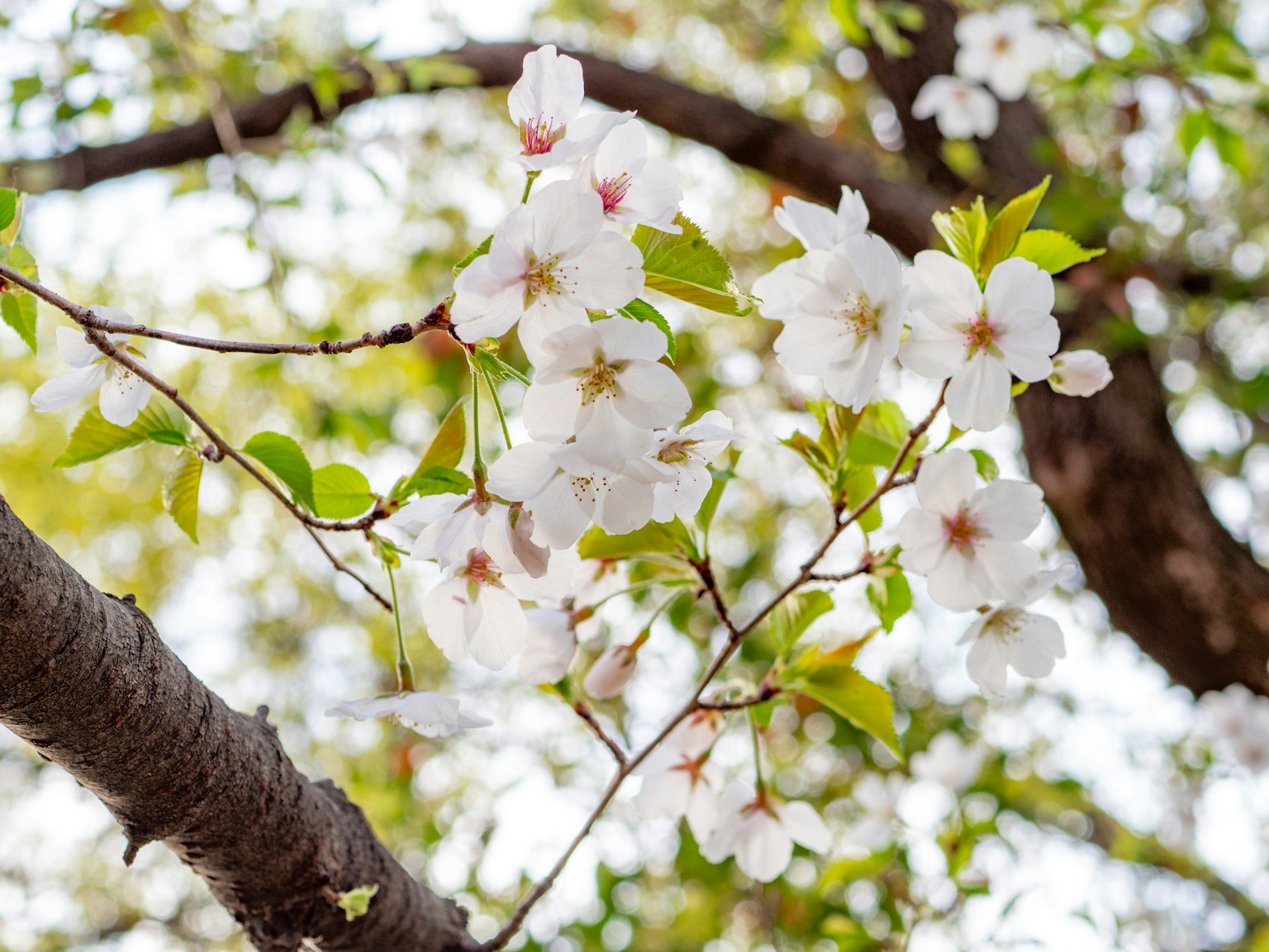 Close-up of cherry blossom flowers on a branch