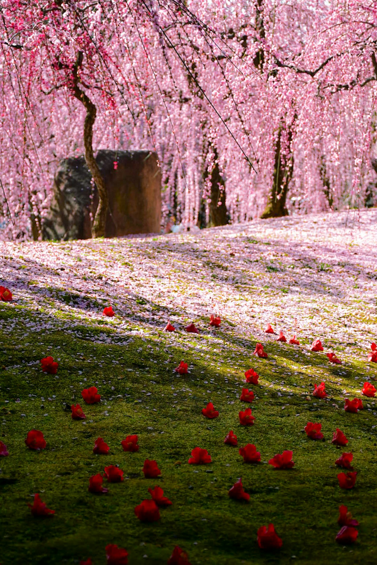 ทิวทัศน์ของต้นซากุระที่สวยงามพร้อมกลีบดอกไม้สีชมพูที่กระจายอยู่บนพื้นและกลีบสีแดงสด