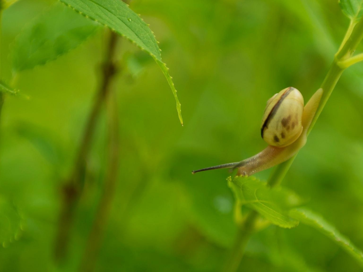 Nahaufnahme einer Schnecke auf grünen Blättern