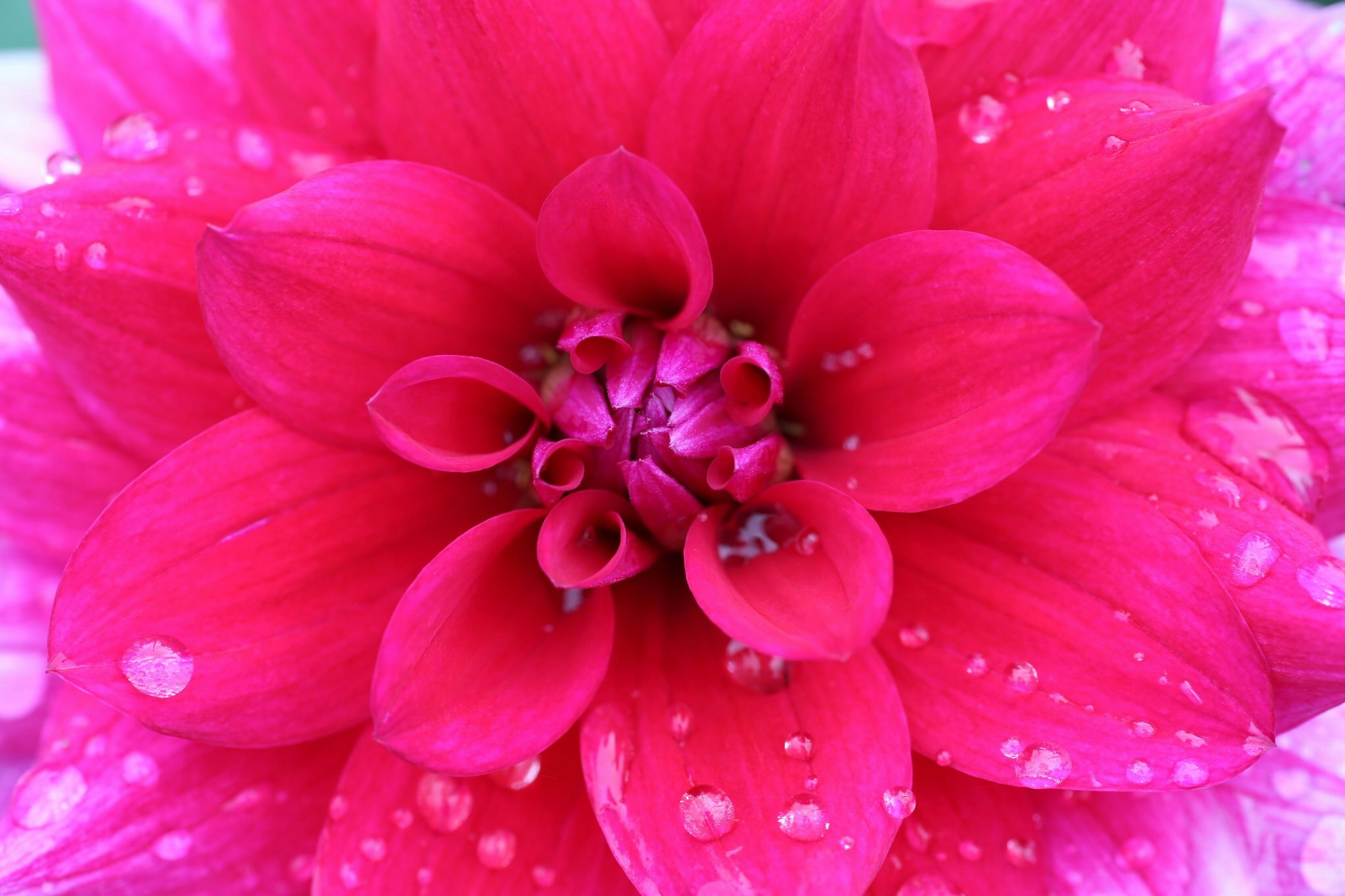 鮮やかなピンクのダリアの花びらと中心部