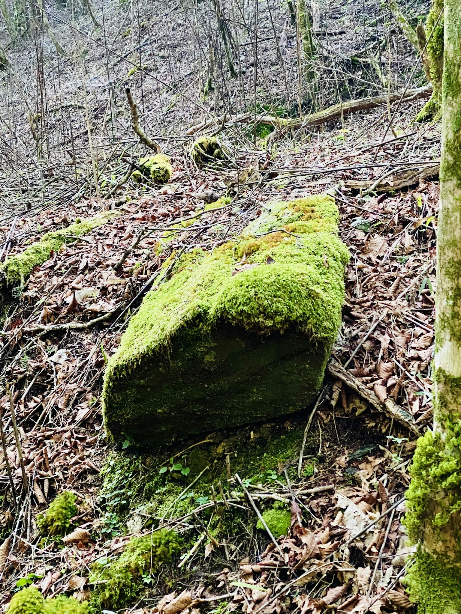 Moss-covered rock on forest floor with fallen leaves