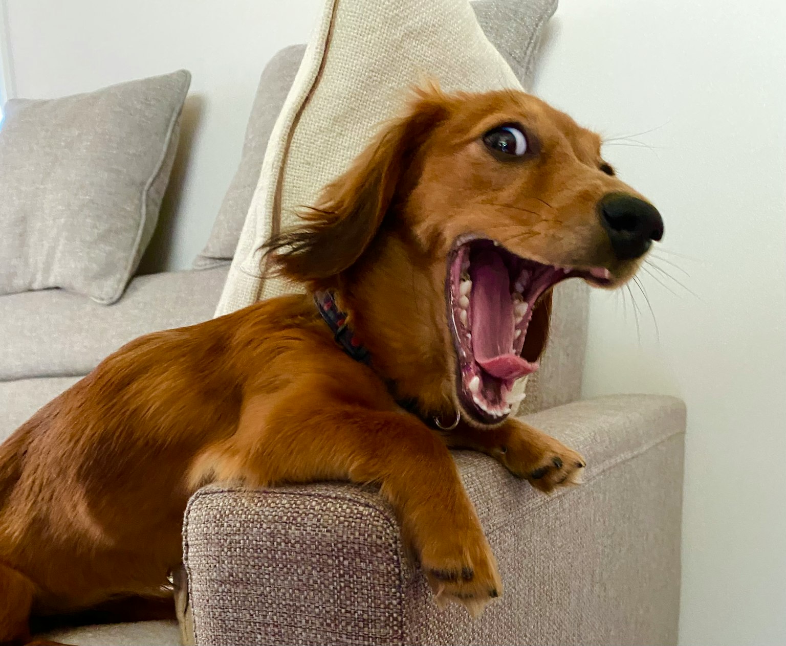 Dachshund coklat bersandar di sandaran sofa dengan mulut terbuka lebar