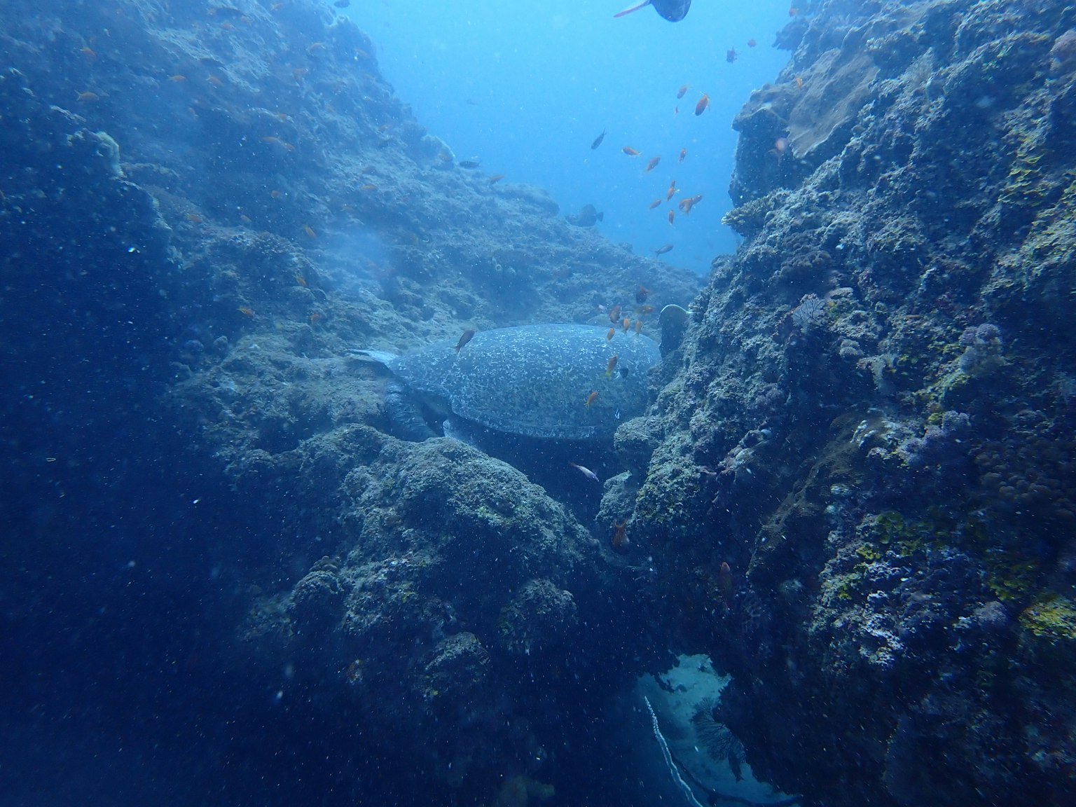 Una tortuga marina nadando en un entorno submarino rocoso