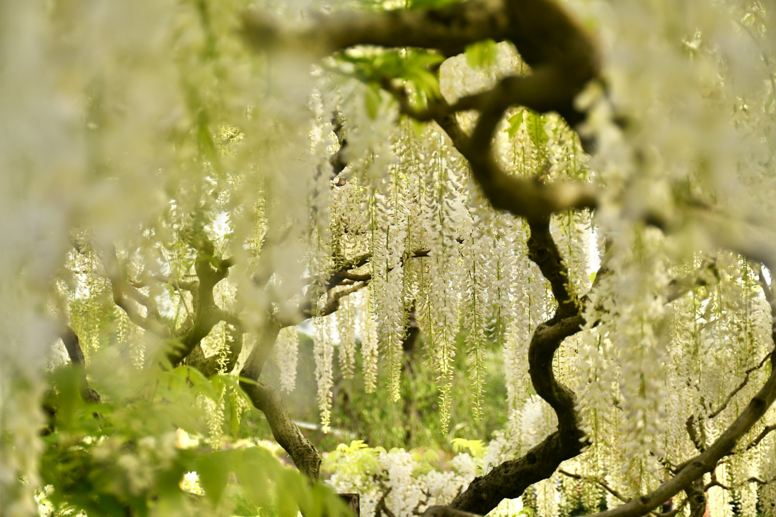 Hermoso paisaje de árbol con hojas verdes suaves y flores blancas colgantes