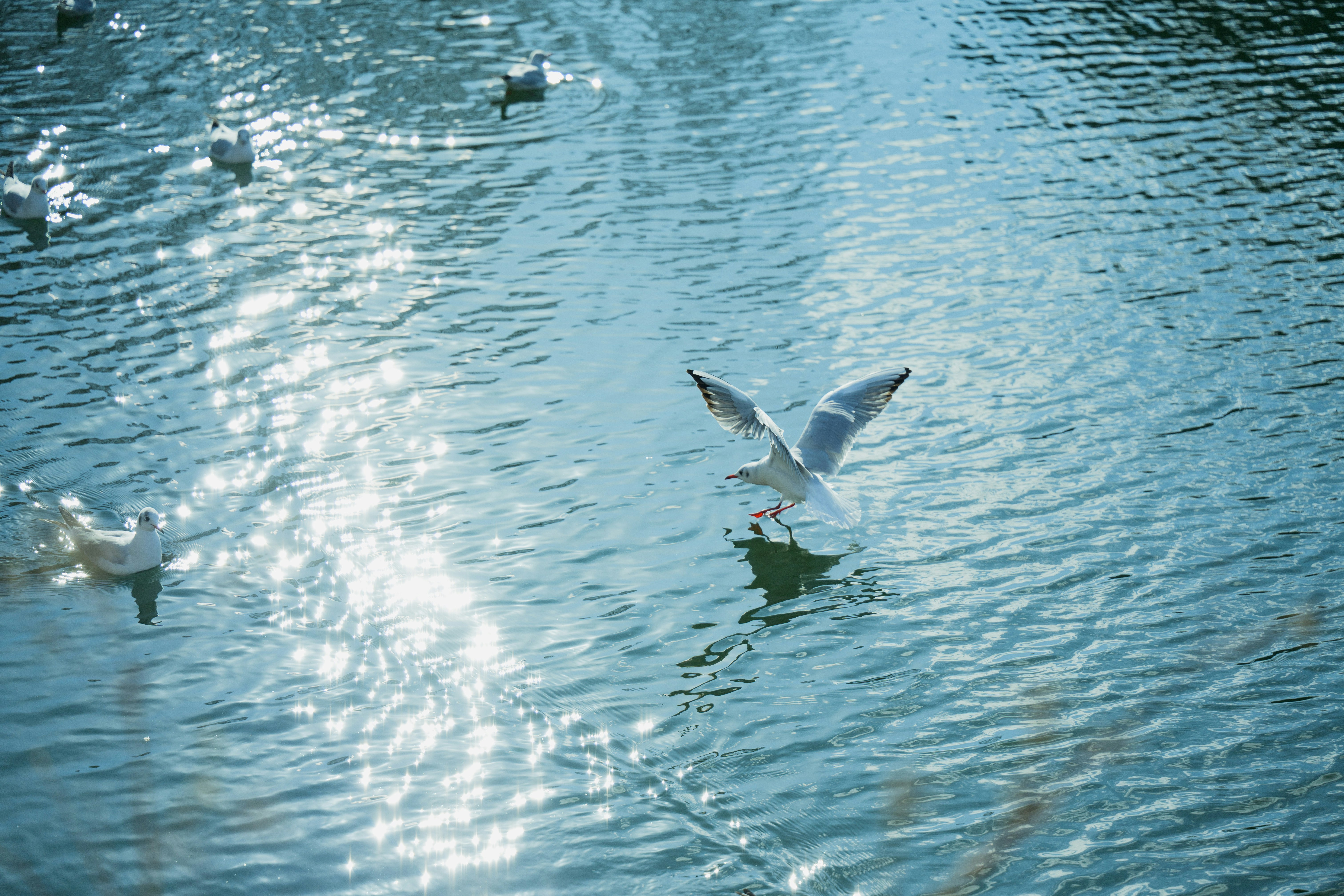 水面を泳ぐ鳥たちのある湖の風景