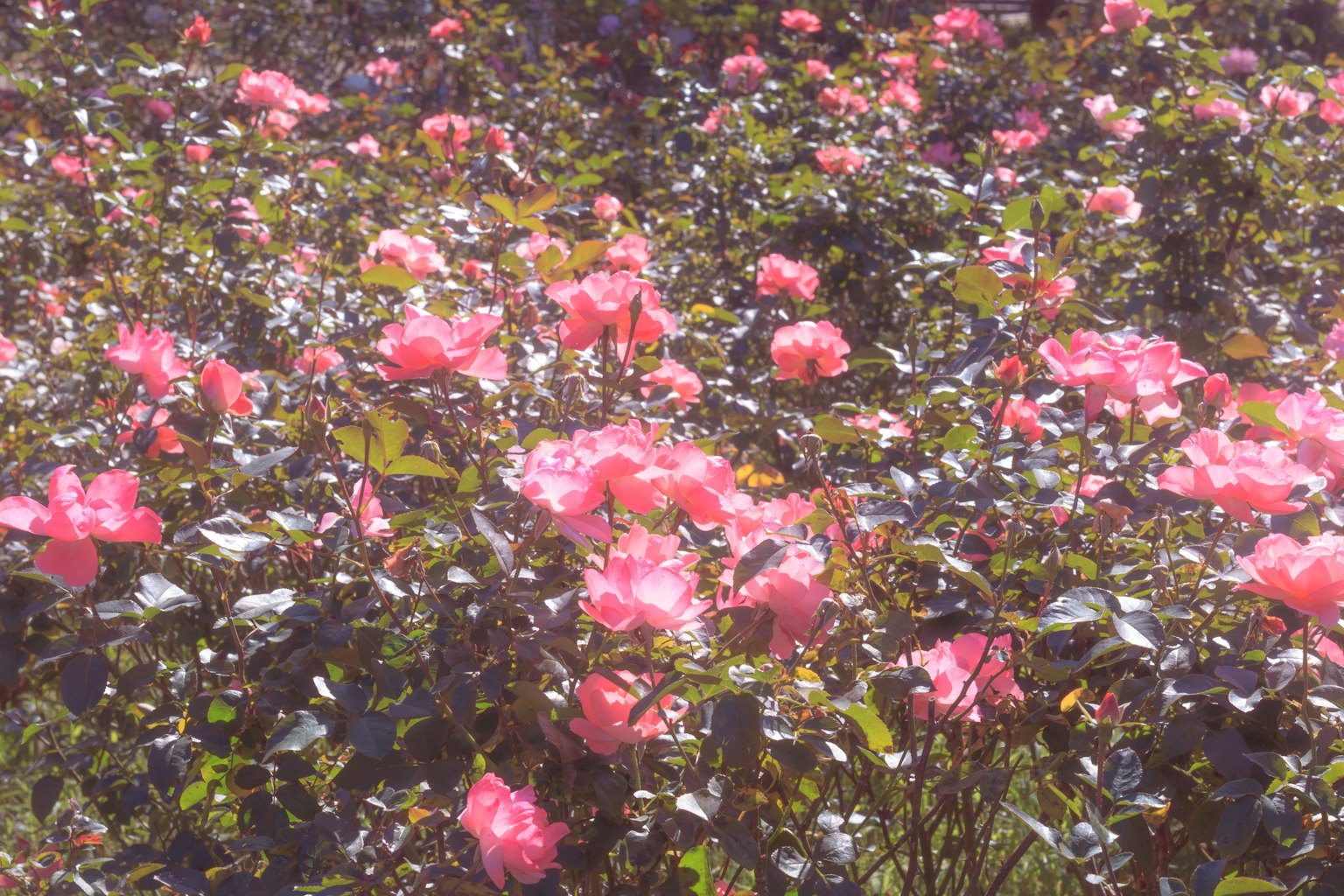 Rose rosa vivaci che fioriscono in un giardino