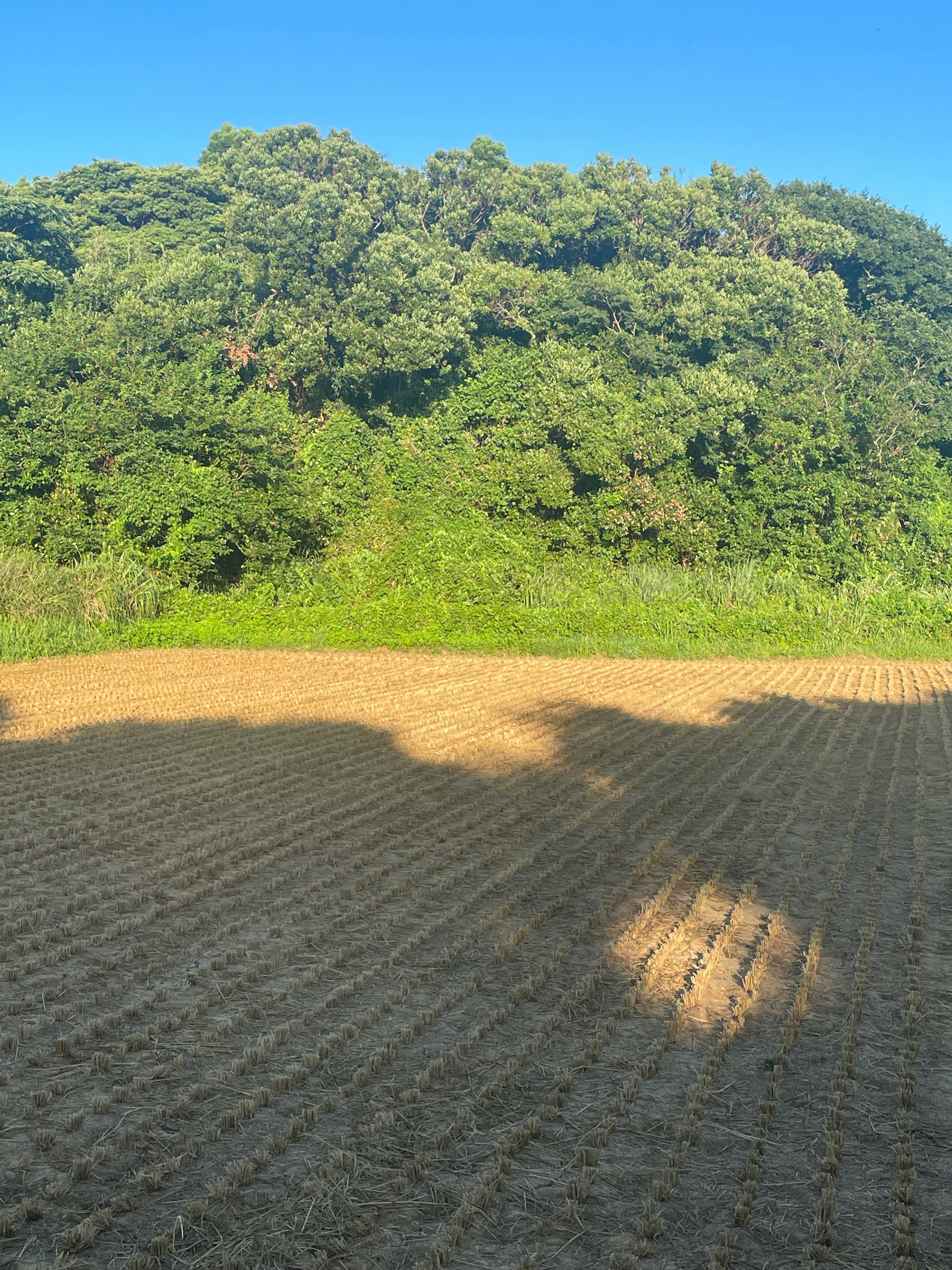 緑の丘と田んぼの畑風景
