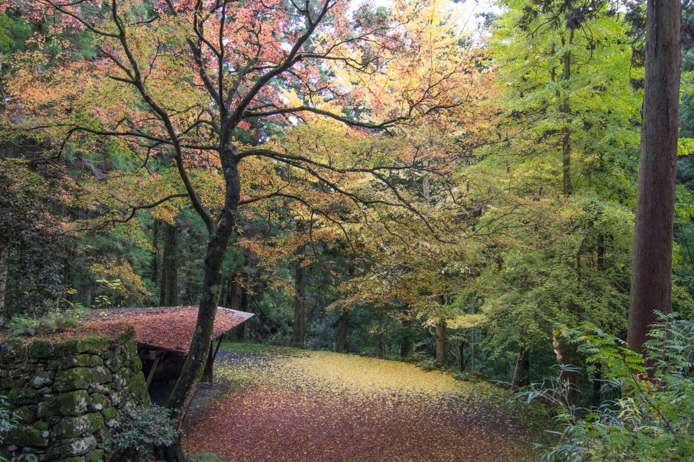 大津市飯室不動堂の南の石垣と紅葉の参道