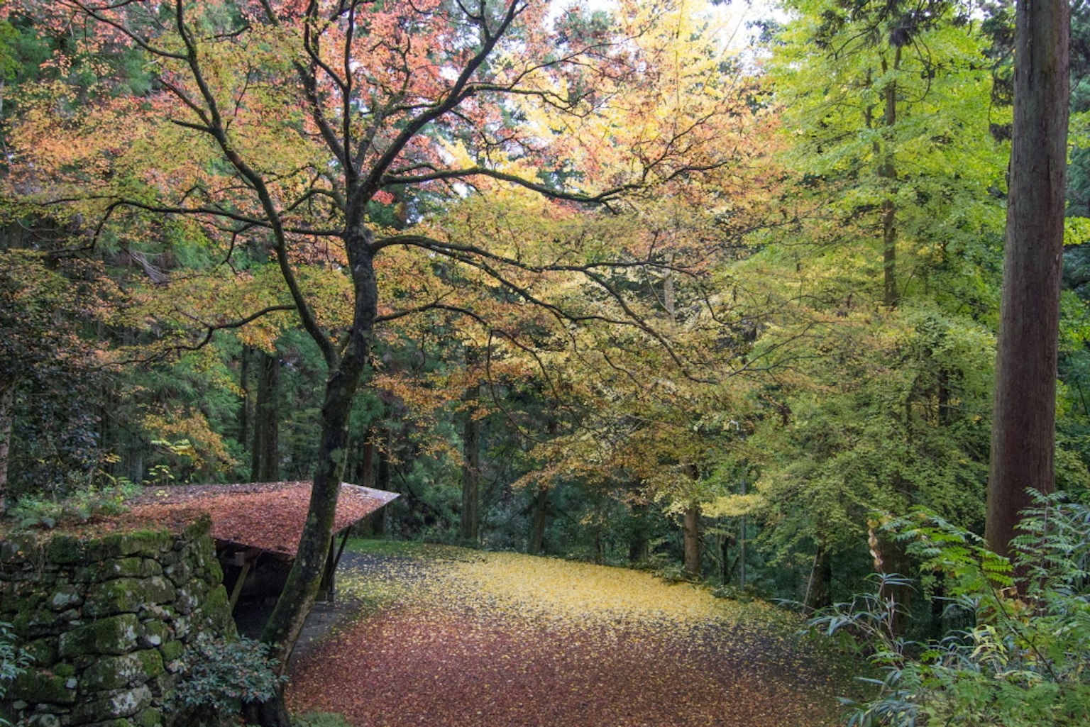 Autumn foliage with colorful trees in a green forest