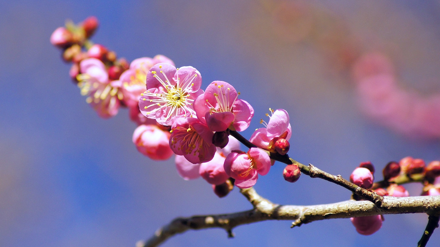 푸른 하늘을 배경으로 한 아름다운 복숭아 꽃의 클로즈업