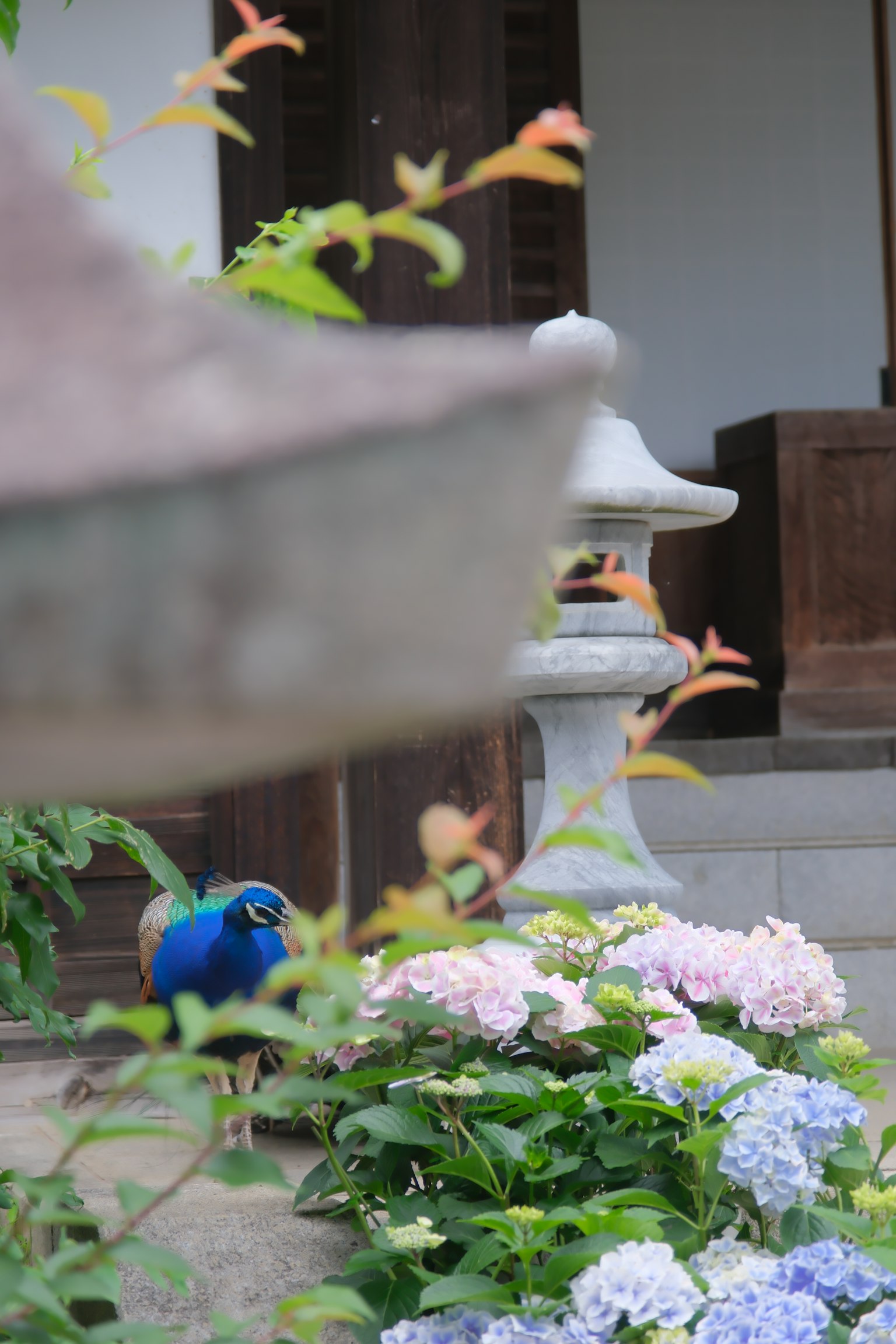 Peacock near blooming hydrangeas and stone lantern in a garden