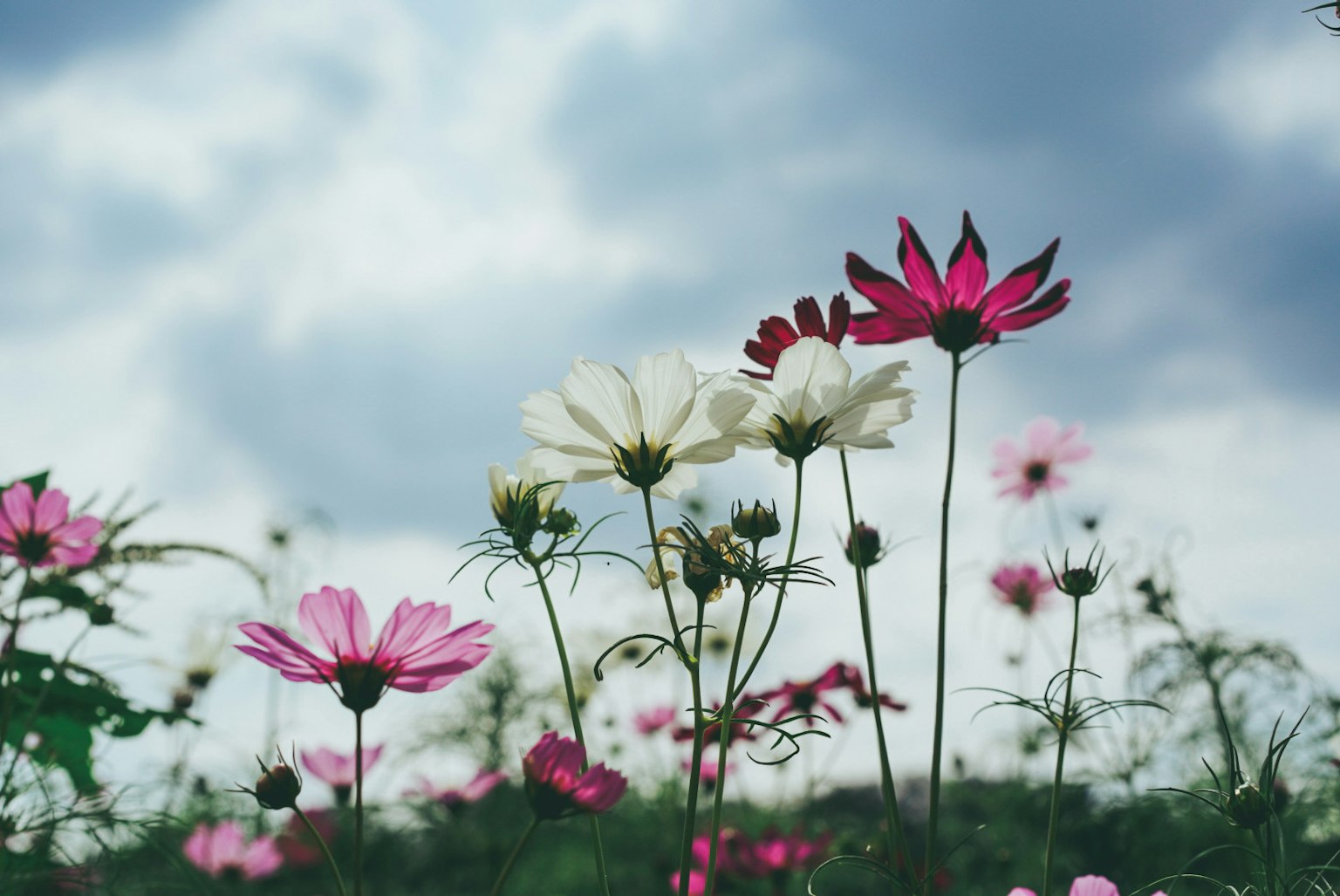 Una scena con fiori di cosmos colorati che fioriscono sotto le nuvole nel cielo