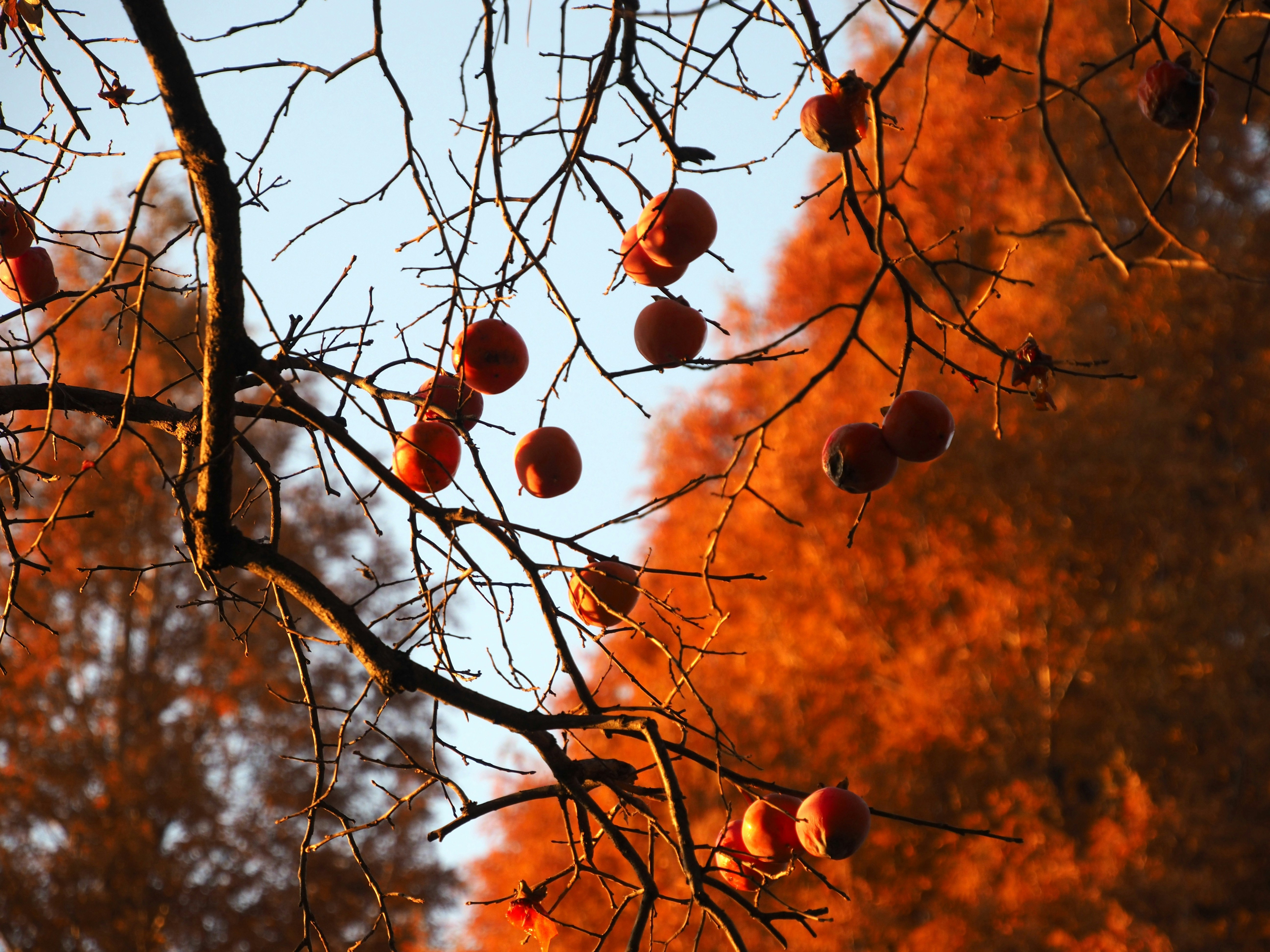 木の枝に実る赤い柿のような果実と秋の紅葉の景色