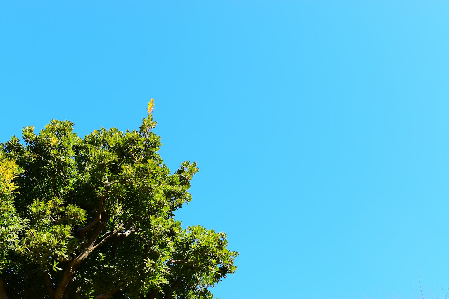 Pemandangan pohon hijau di latar belakang langit biru cerah