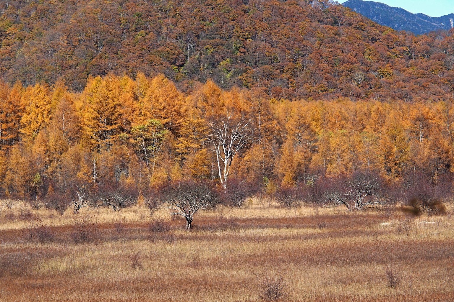 Forêt d'arbres dorés d'automne avec un arrière-plan montagneux