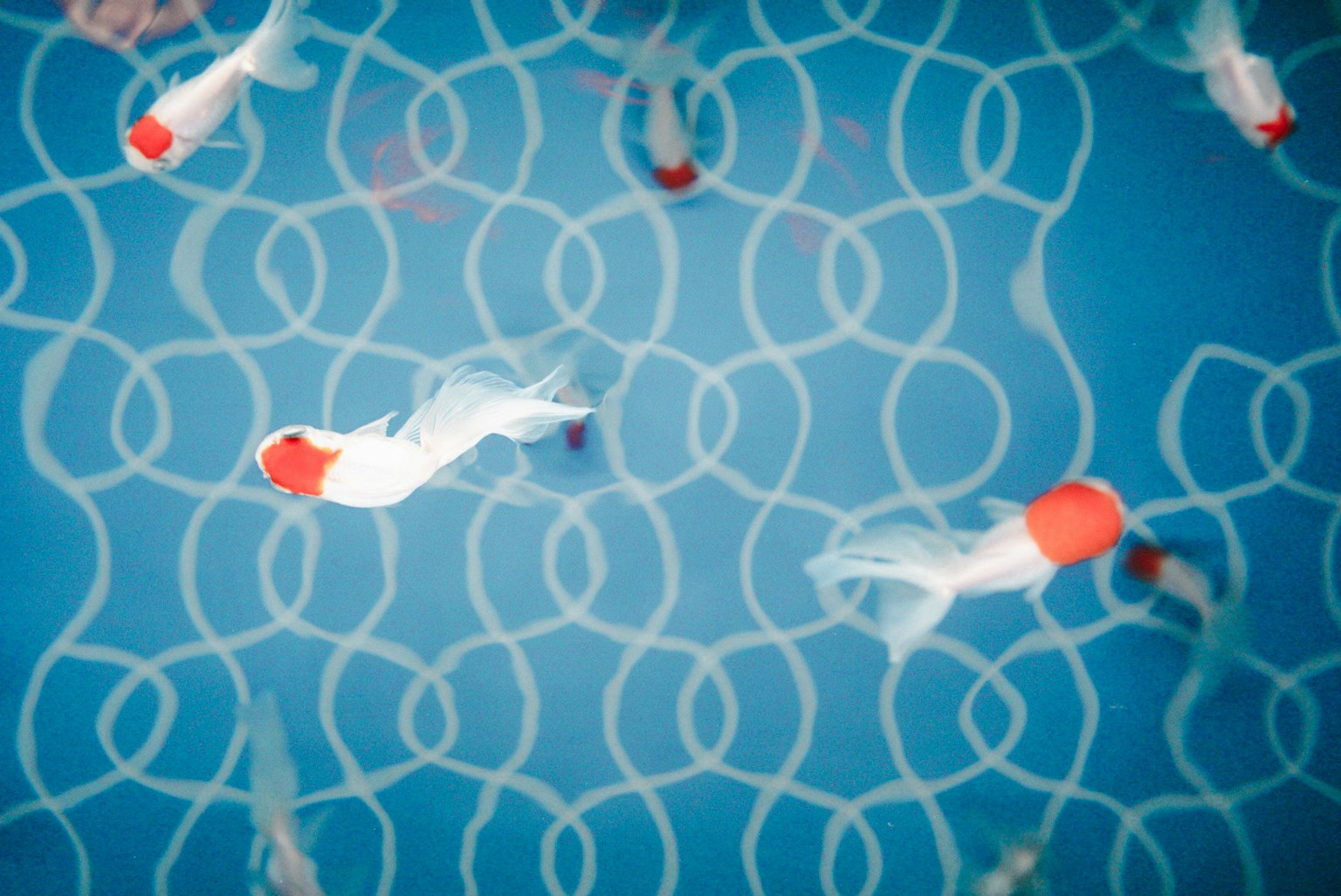 Un cardumen de peces koi nadando en agua azul con un patrón de red
