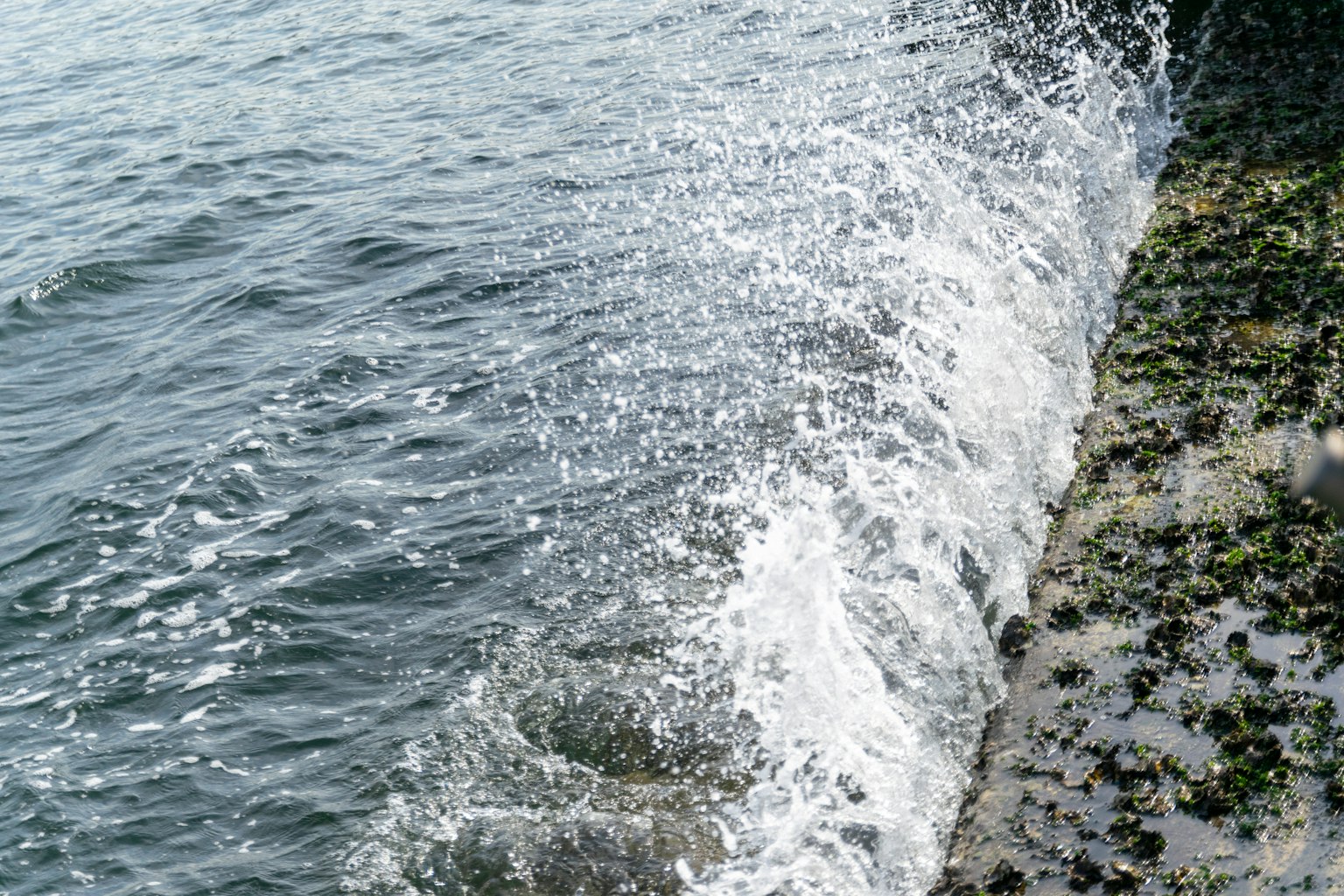 Vagues se brisant contre une côte rocheuse avec des algues