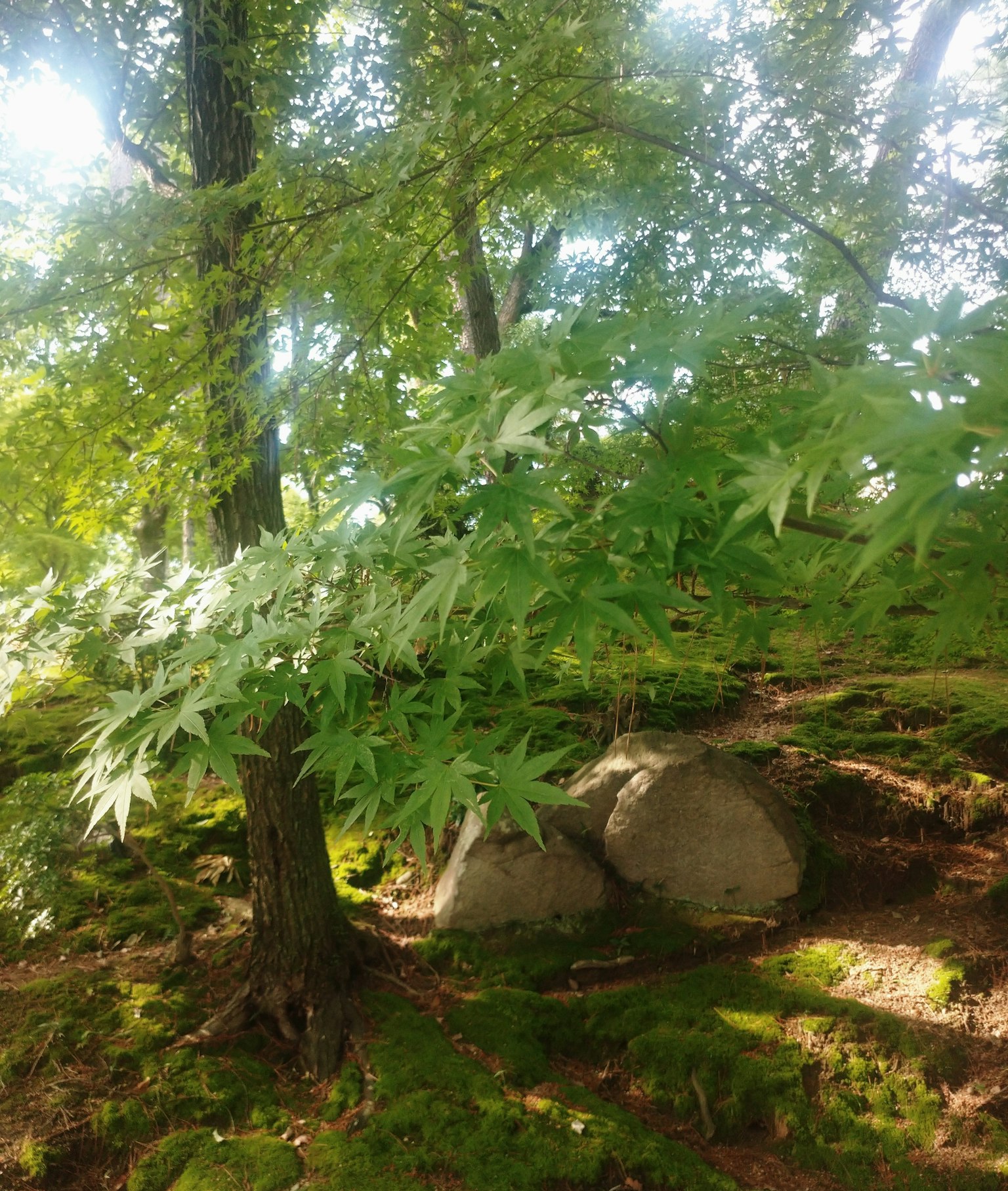 Escena del bosque con árbol de hojas verdes y rocas cubiertas de musgo