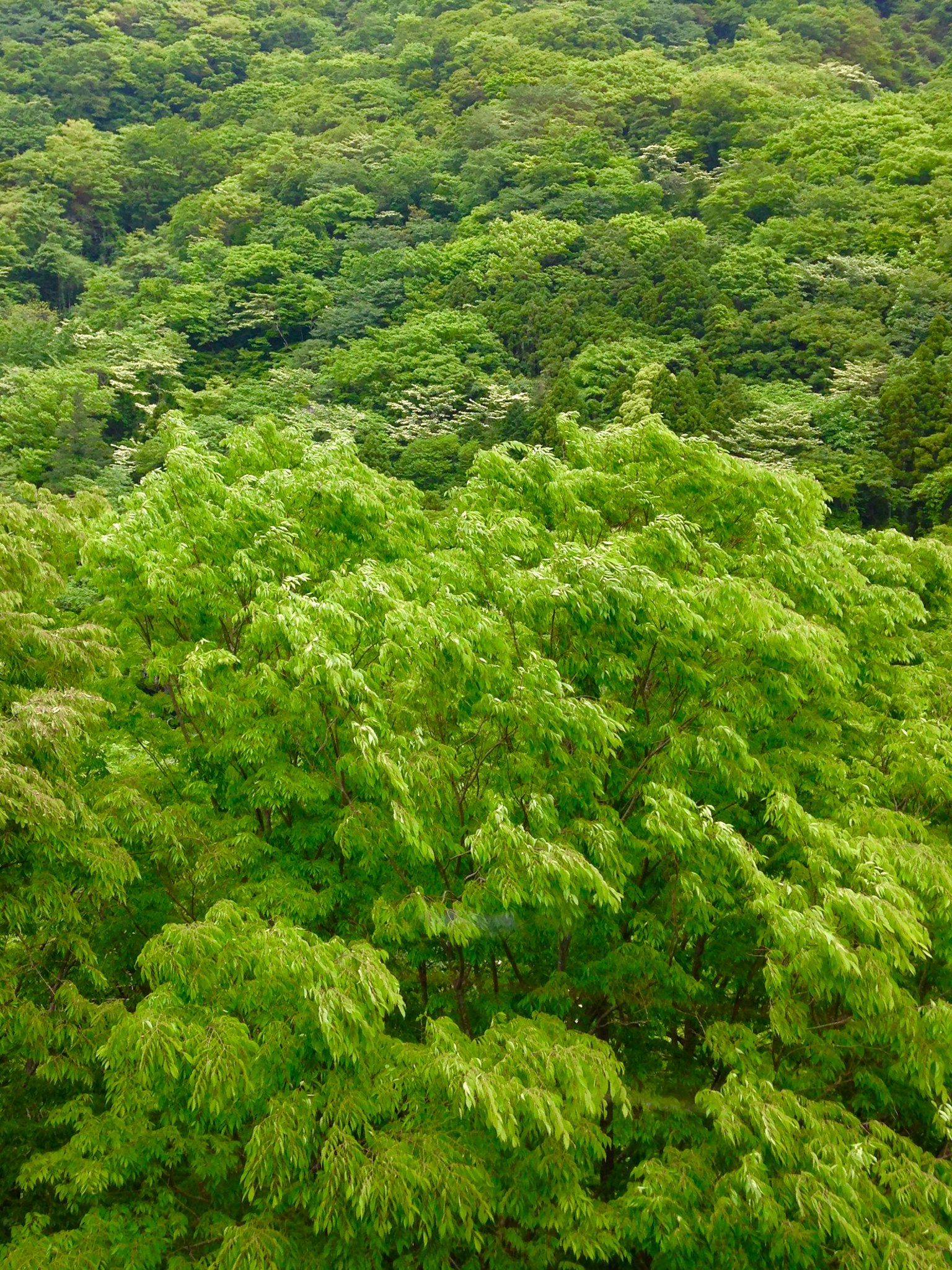 Vista aérea de un bosque verde exuberante con follaje denso
