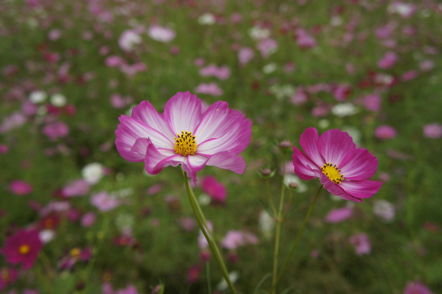 ดอกโคซโมสสีชมพูสดใสบานในทุ่ง