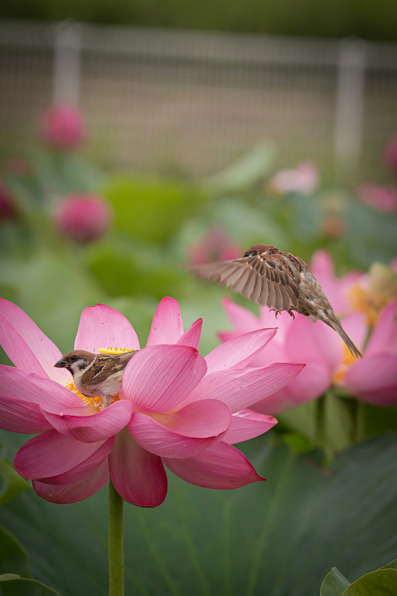 ピンクの蓮の花にとまるスズメ