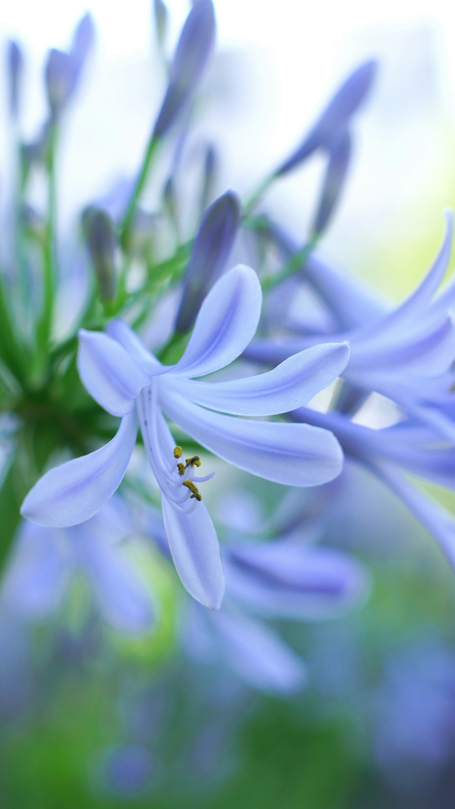 Gros plan de fleurs bleu pâle avec un fond flou doux