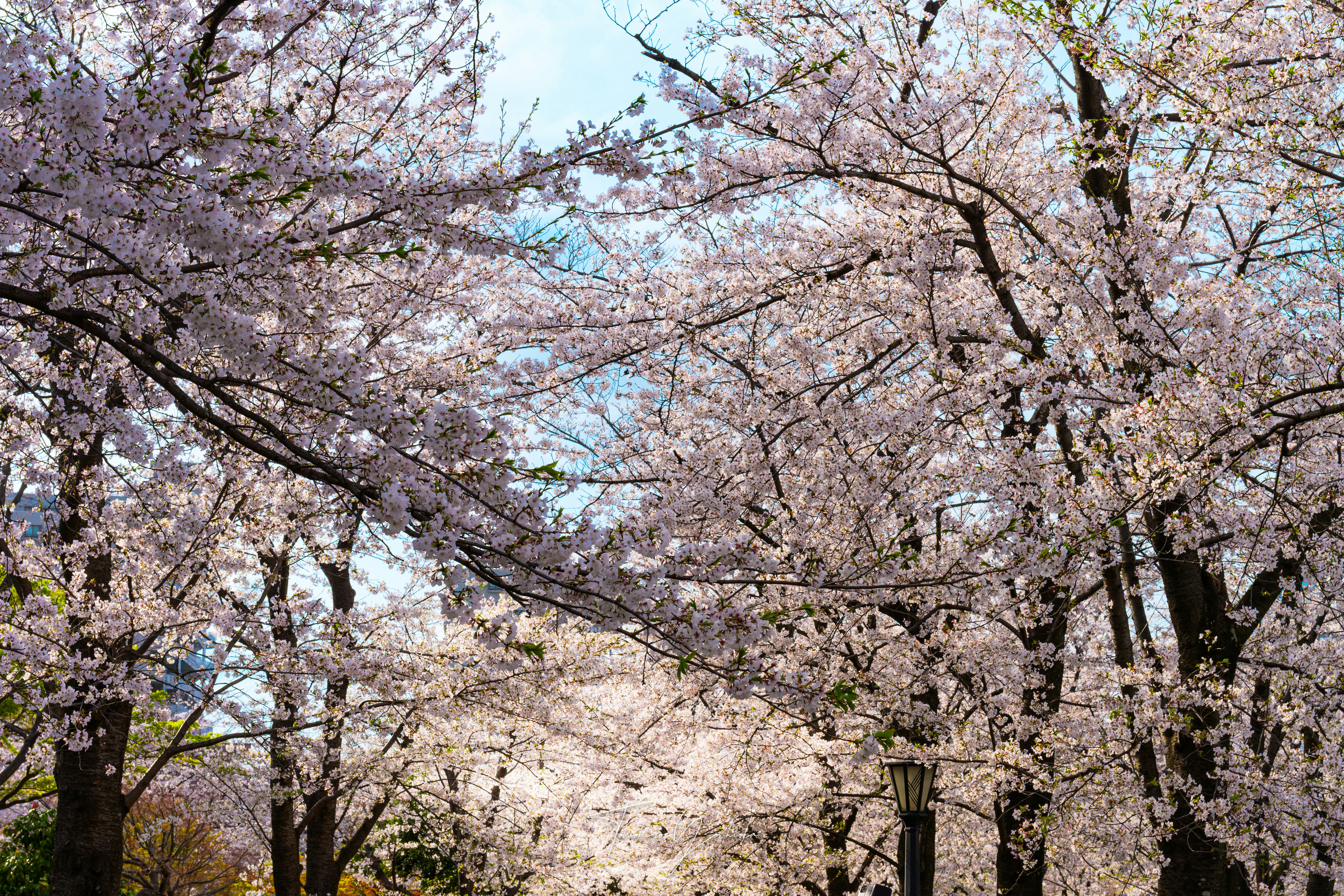 桜の花が枝いっぱいに咲く夕方の風景