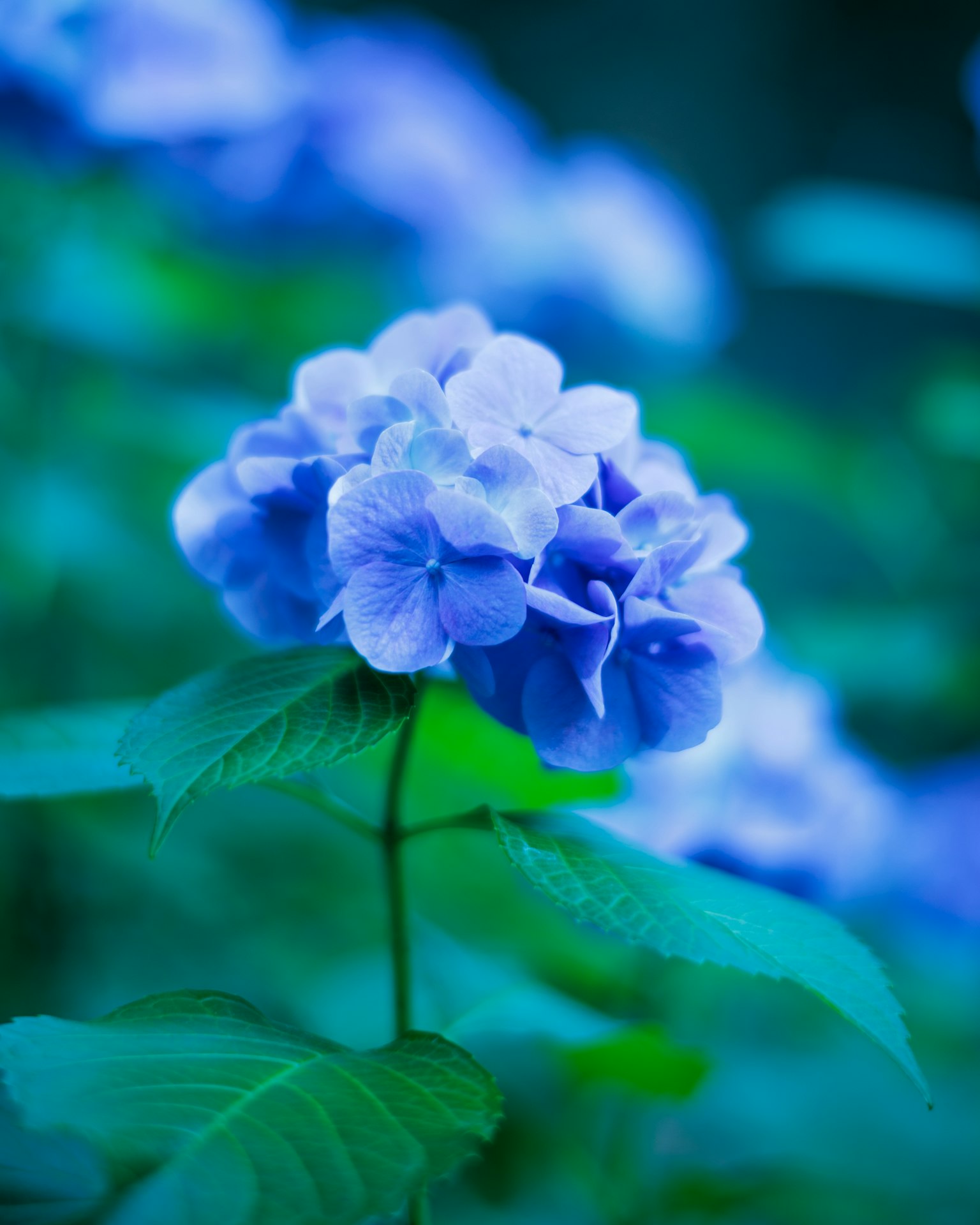 藍色繡球花在綠色葉子間盛開