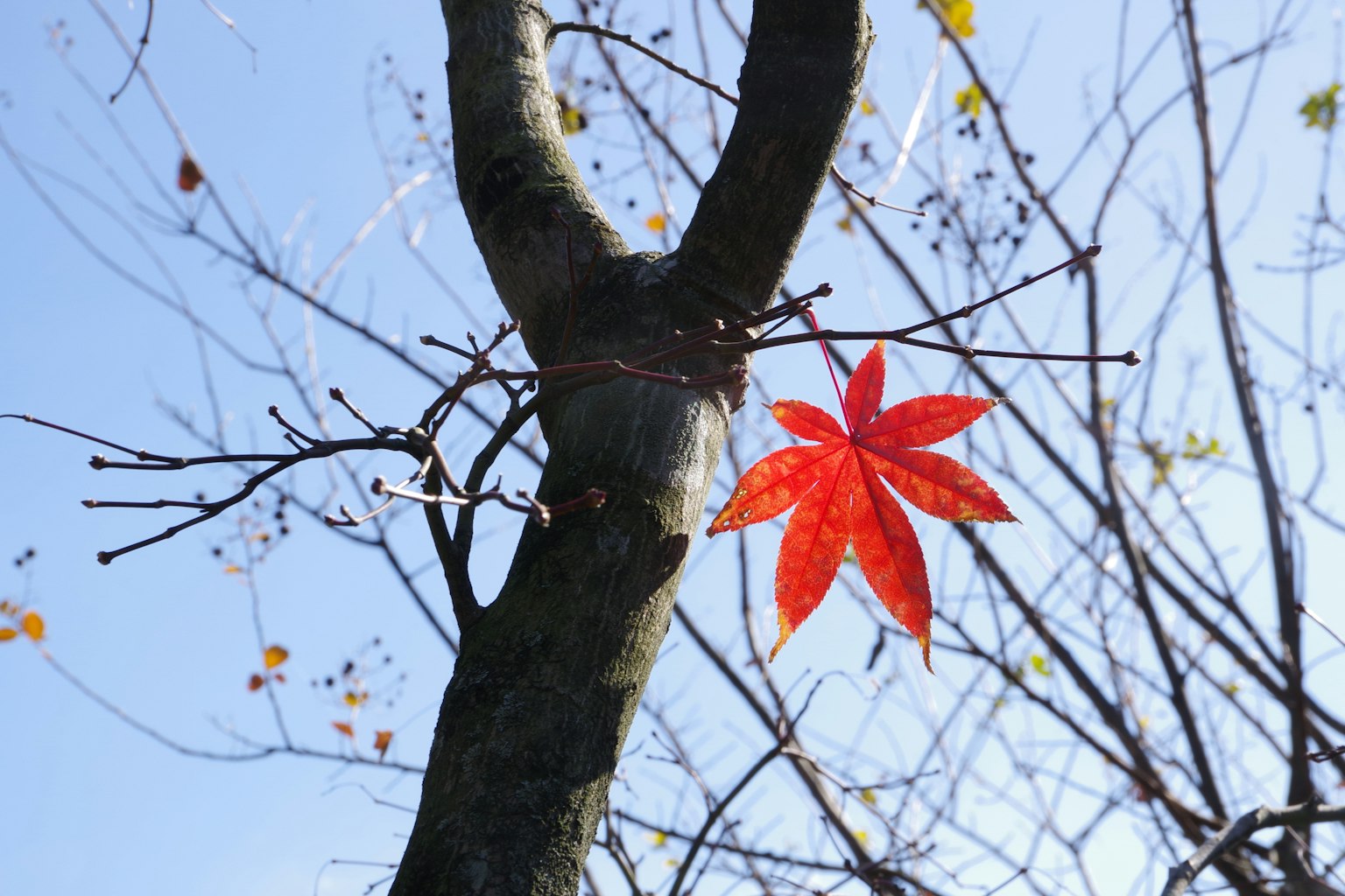 A vibrant red maple leaf clinging to a branch against a clear blue sky