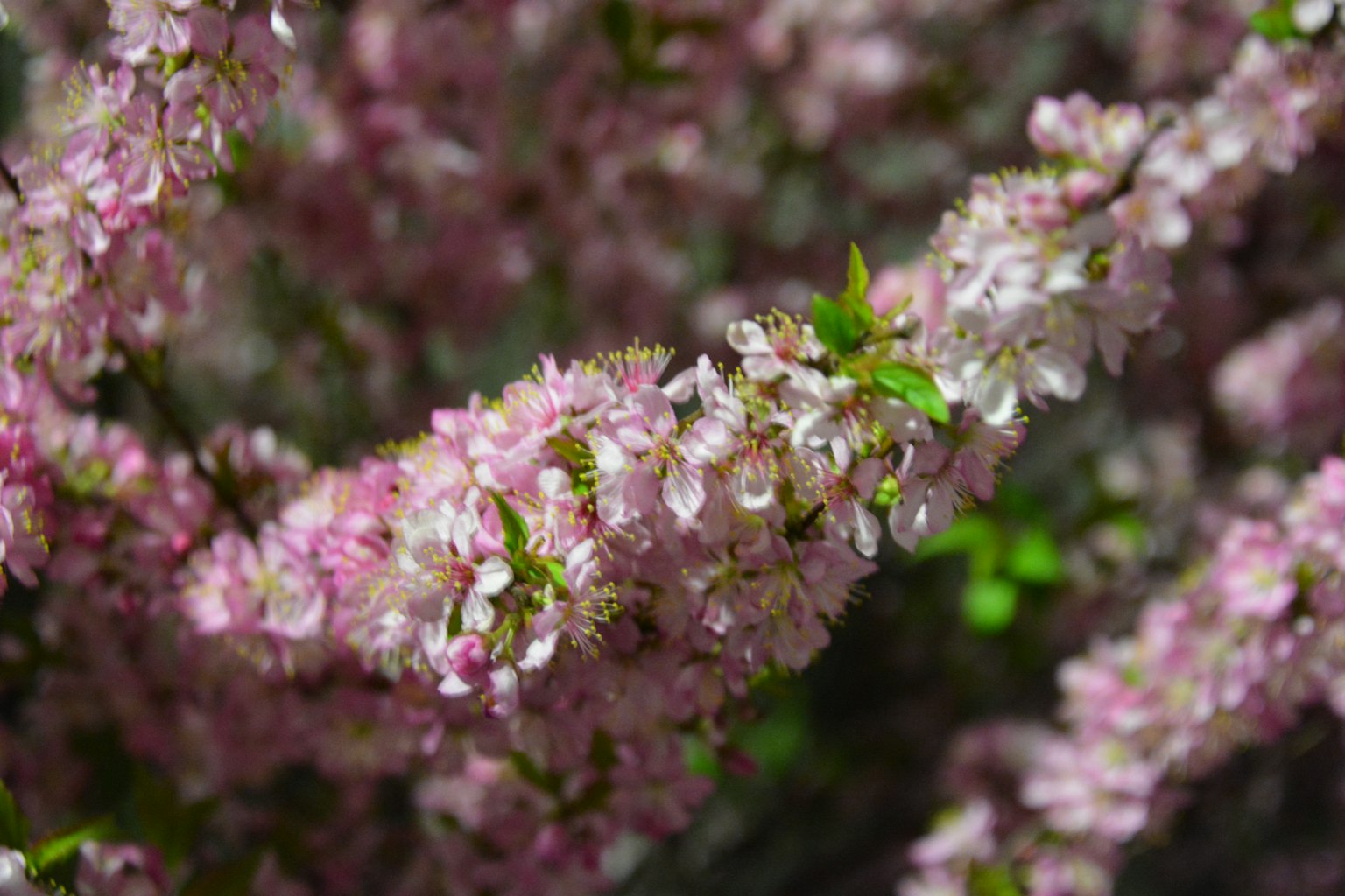 Primer plano de ramas con flores rosas en flor