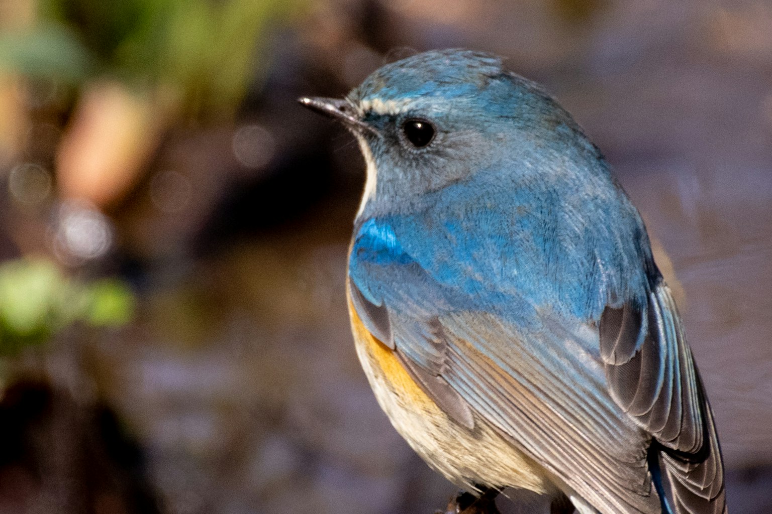 Un uccello piccolo con piume blu e una pancia arancione vicino all'acqua