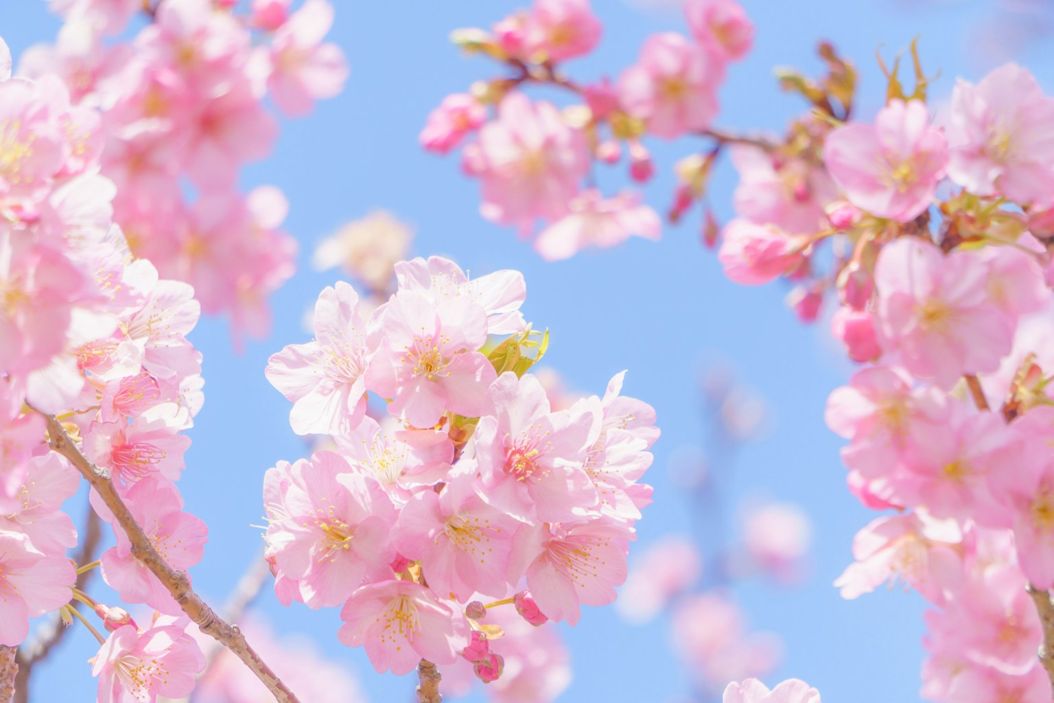 Primo piano di fiori di ciliegio contro un cielo blu fiori rosa vivaci