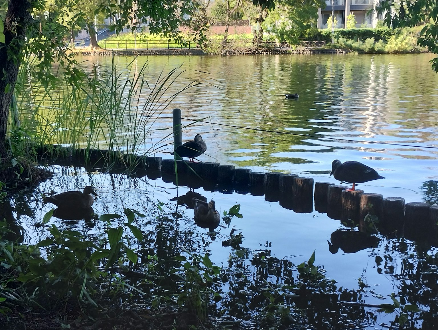 Eine Gruppe von Wasservögeln an einem ruhigen Seeufer mit Spiegelungen auf dem Wasser