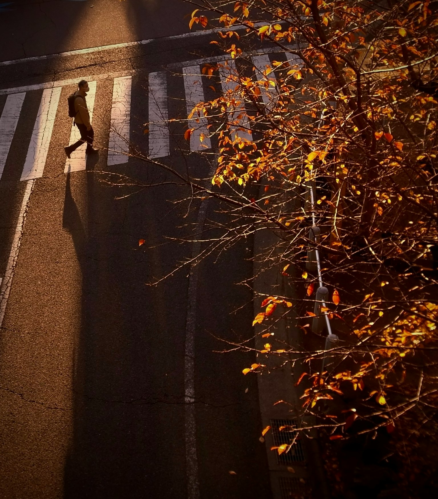 Una persona cruzando un paso de peatones con hojas de otoño cercanas