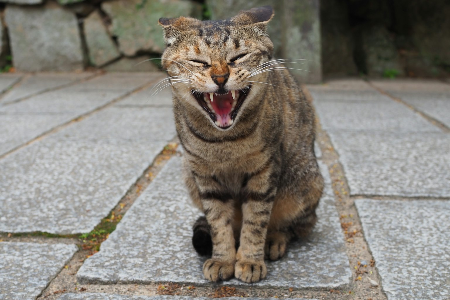 Un gato rayado bostezando sentado en un pavimento de piedra