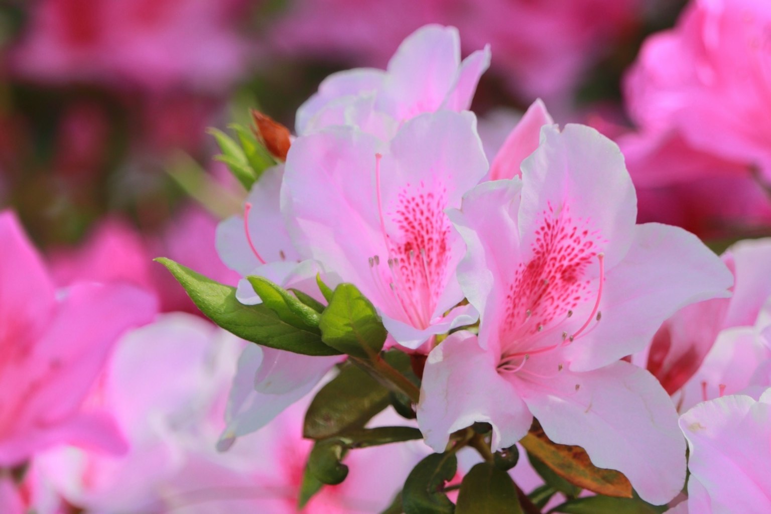 美丽的杜鹃花特写，粉色花瓣