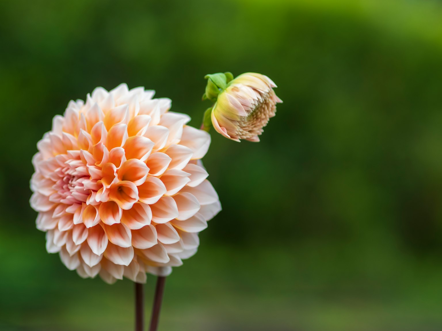 Scène magnifique avec une fleur de dahlias orange pâle et un bouton